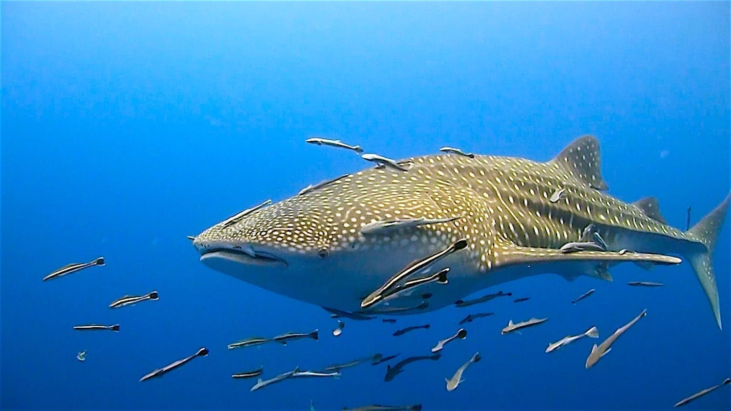 www.thefunkyturtle.com Hin Wong Pinnacle koh tao whaleshark