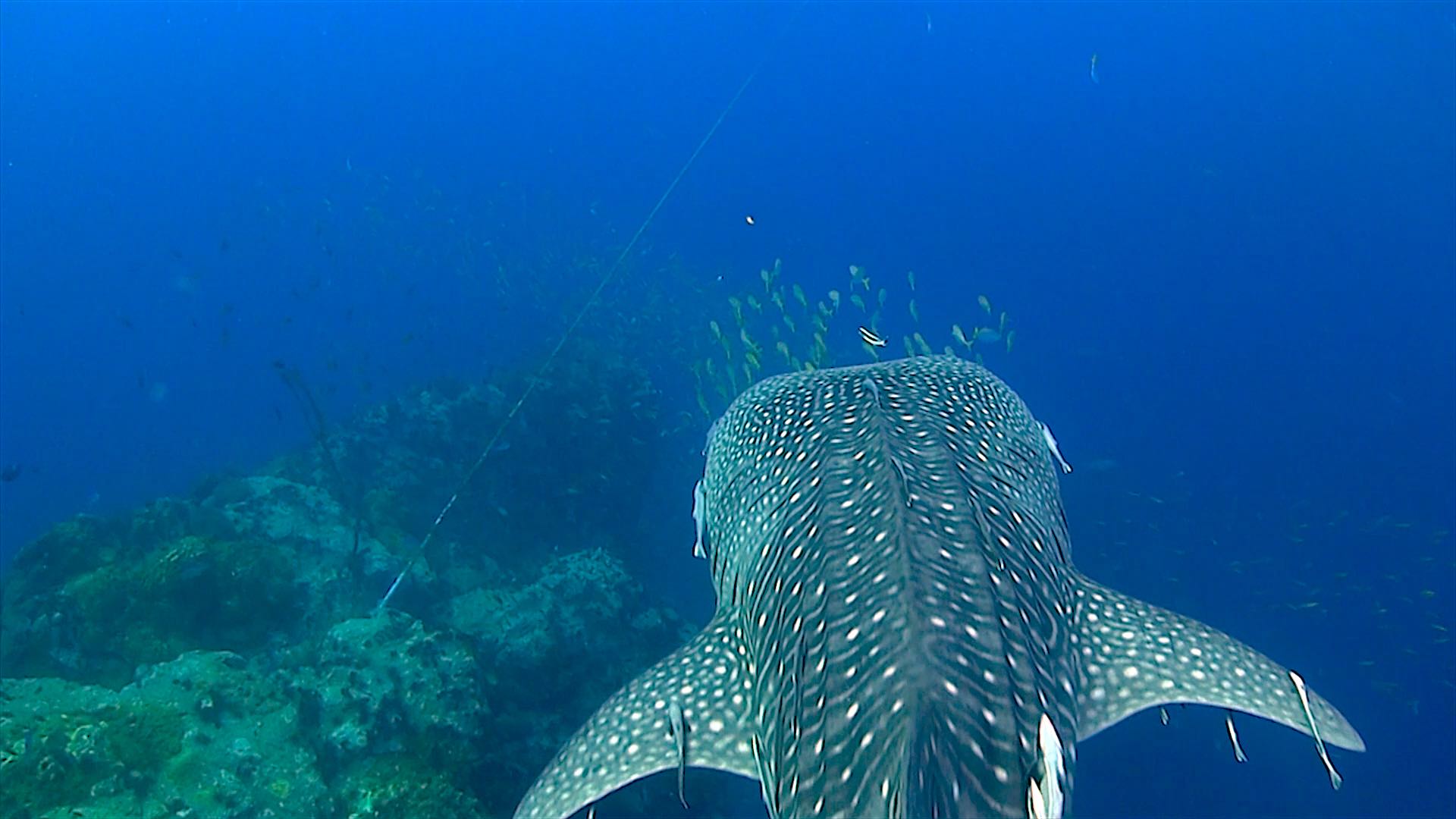 www.thefunkyturtle.com chumphon dive site koh tao