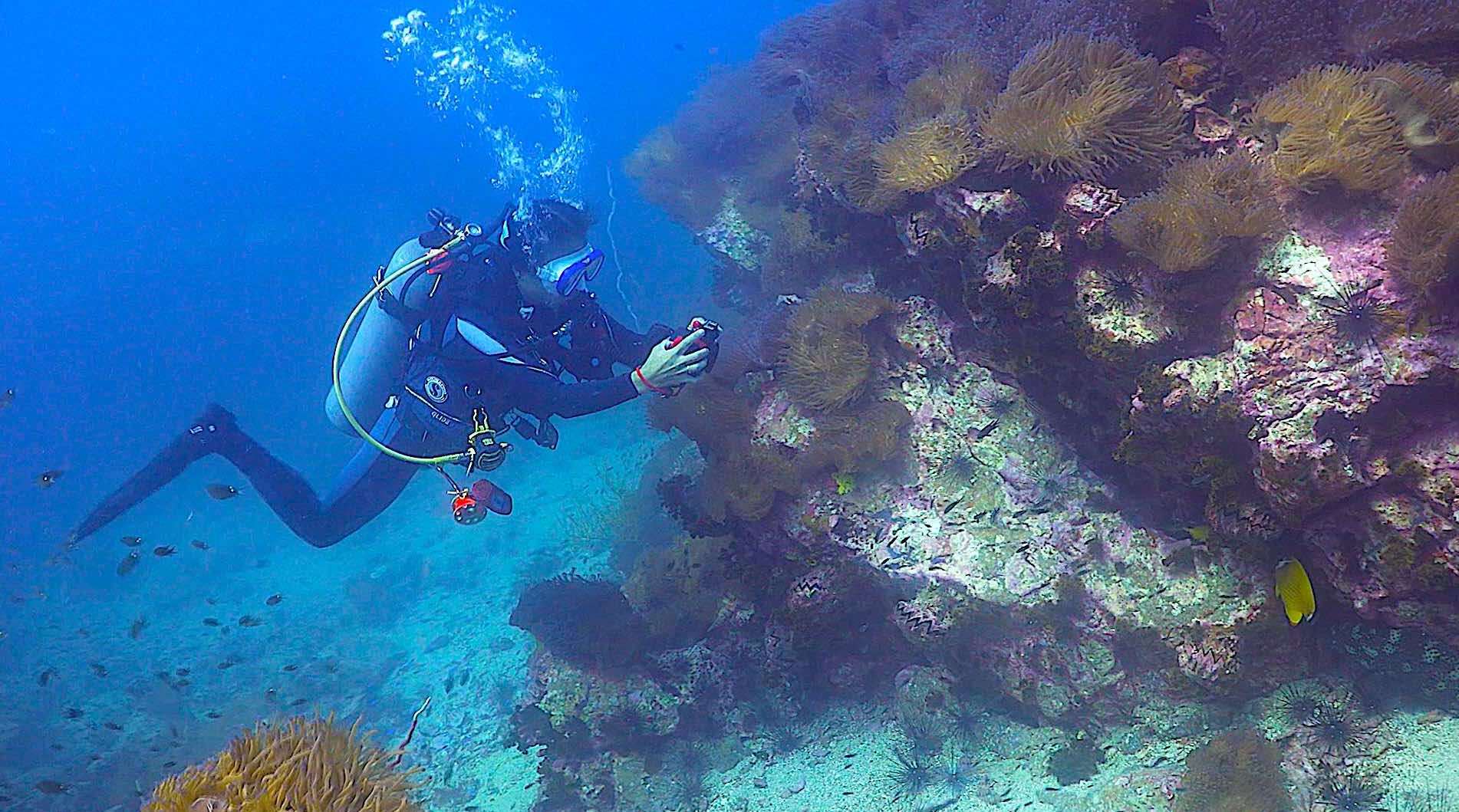 www.thefunkyturtle.com dive sites south west pinnacle koh tao