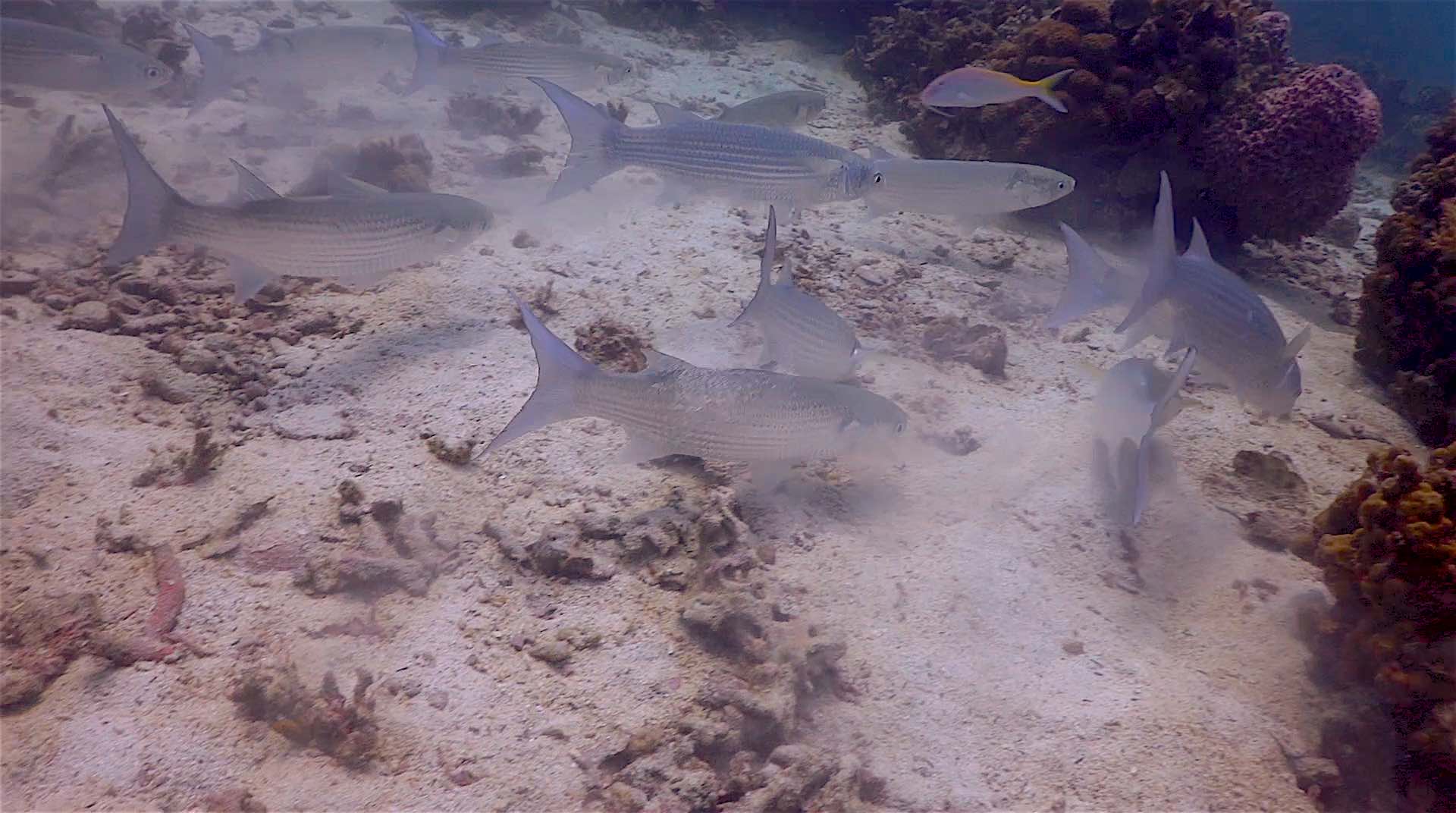 www.thefunkyturtle.com red rock dive site koh tao