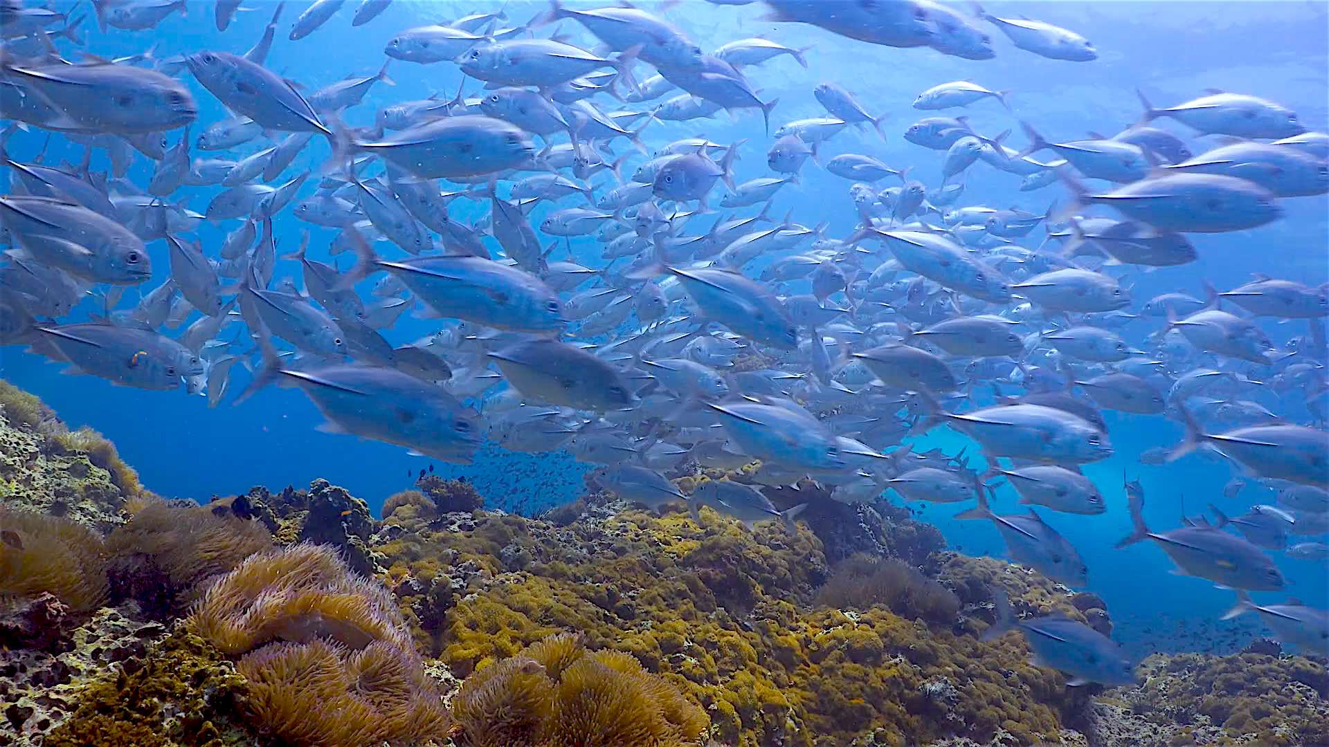 www.thefunkyturtle.com sail rock dive site koht tao