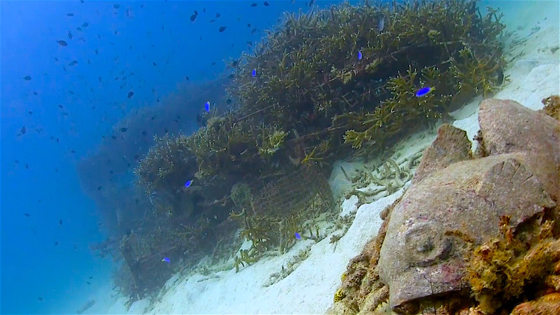 www.thefunkyturtle.com Buoyancy world artificial dive site koh tao