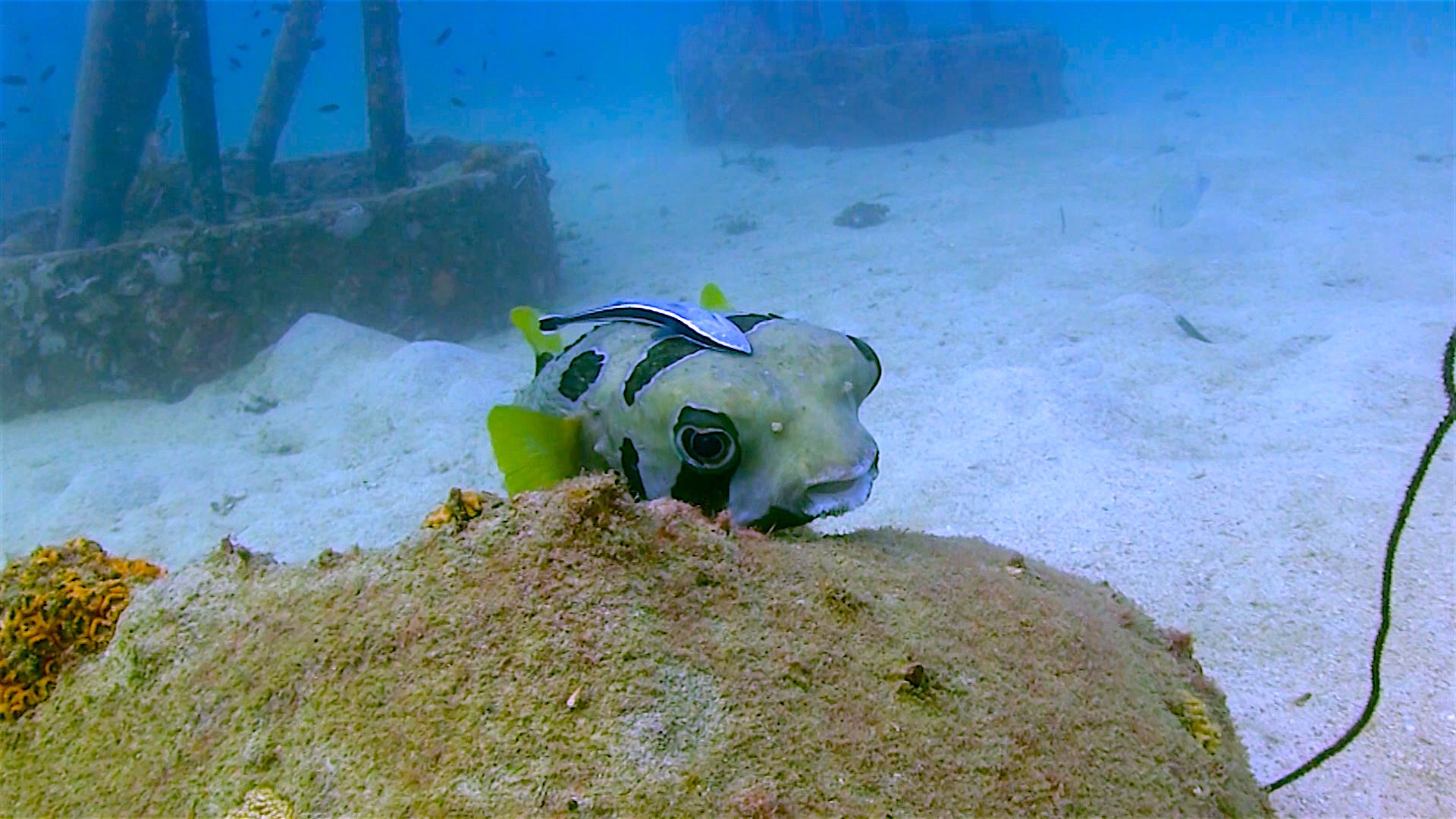 www.thefunkyturtle.com Buoyancy world dive site