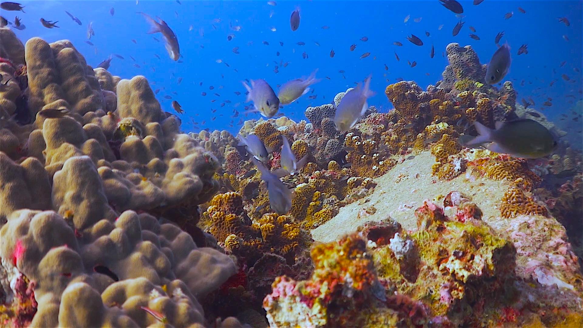 www.thefunkyturtle.com Green Rock coral reefs
