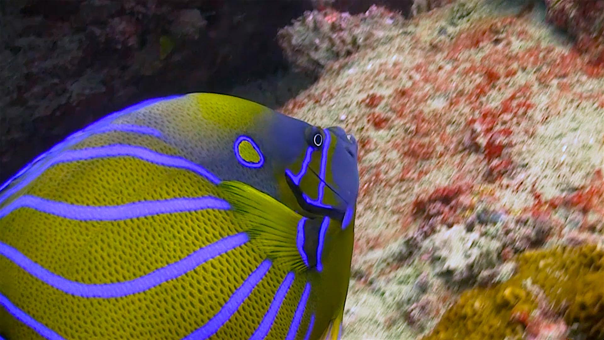 www.thefunkyturtle.com Laem Thian dive site koh tao angel fish