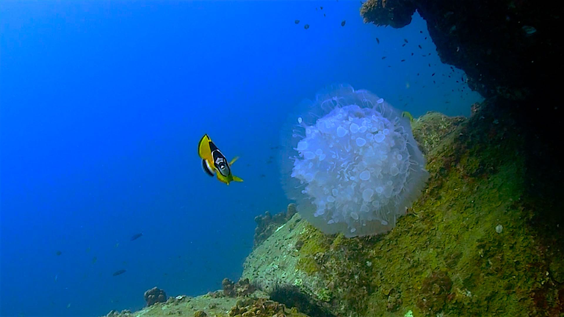 www.thefunkyturtle.com Laem Thian dive site koh tao jellyfish