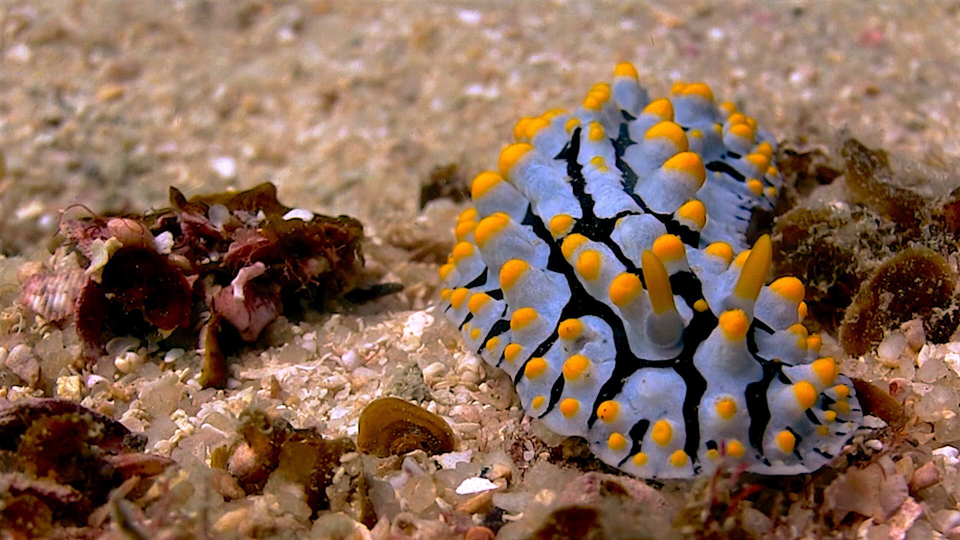 www.thefunkyturtle.com Laem Thian dive site koh tao nudibranch