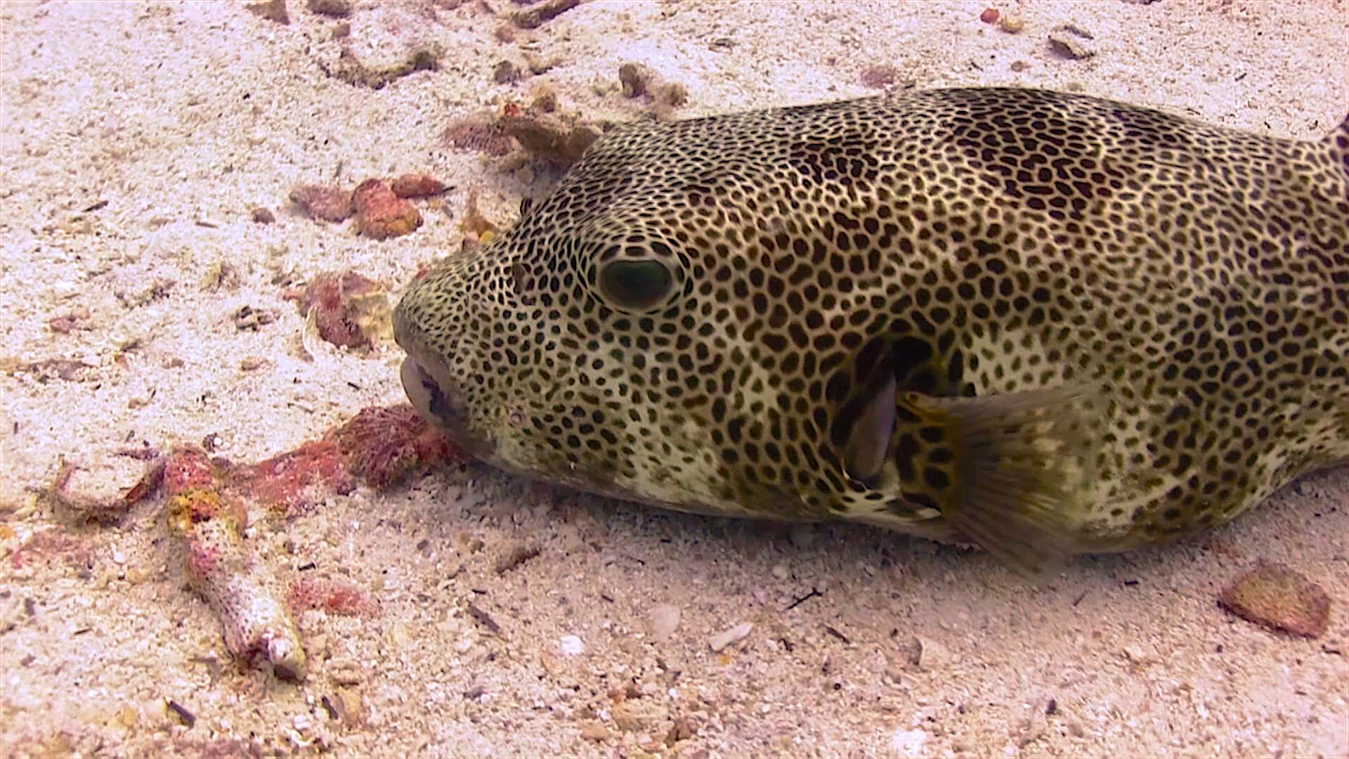 www.thefunkyturtle.com Laem Thian dive site koh tao puffer fish