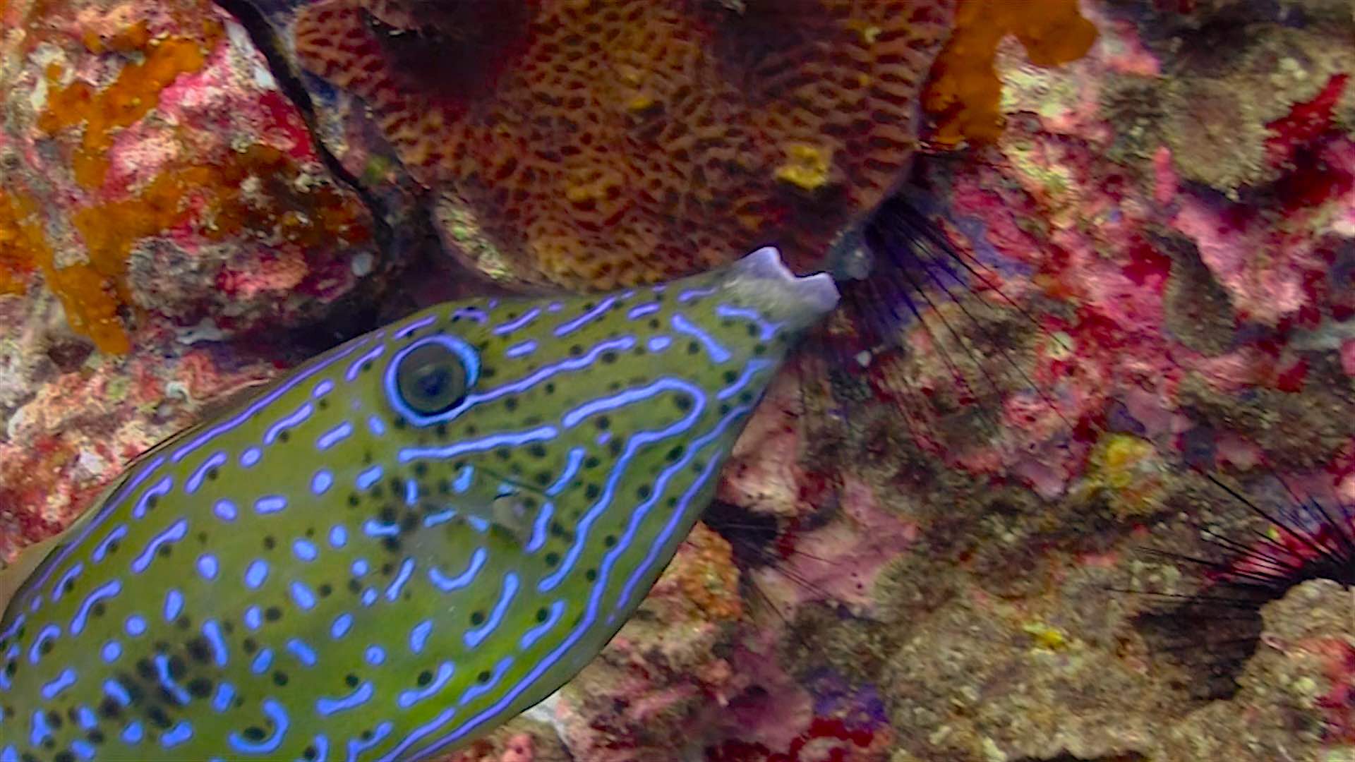 www.thefunkyturtle.com Laem Thian dive site koh tao scribbled filefish