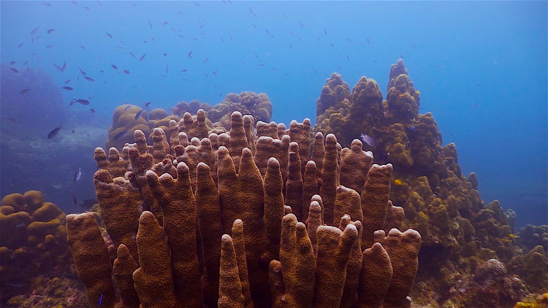 www.thefunkyturtle.com Lighthouse Bay dive site koh tao coral formations