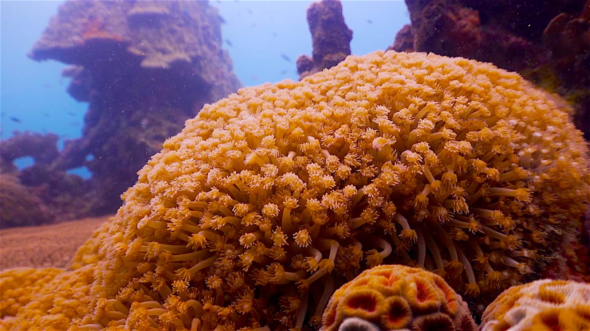 www.thefunkyturtle.com Lighthouse Bay dive site koh tao coral reef