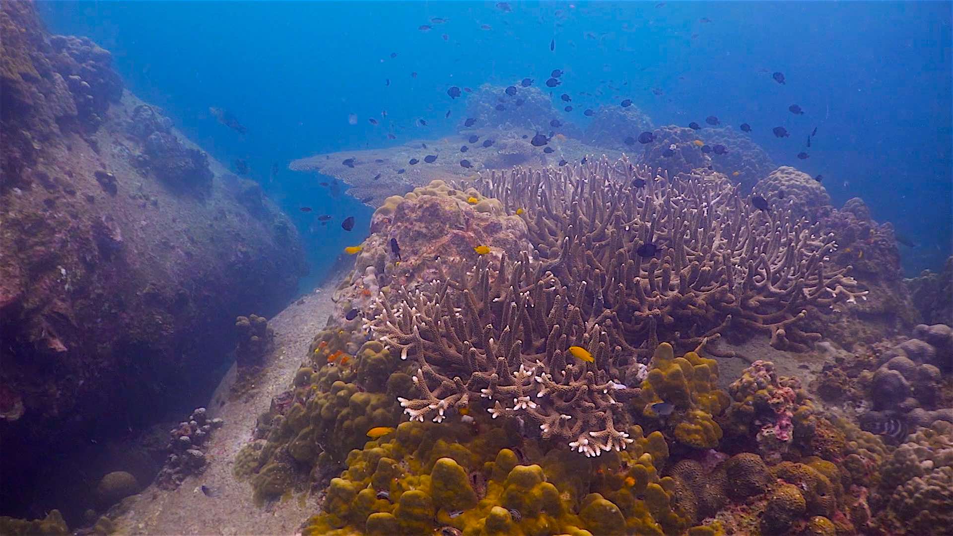 www.thefunkyturtle.com Lighthouse Bay dive site koh tao coral reefs