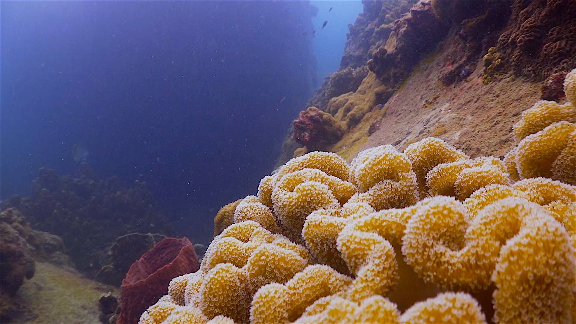 www.thefunkyturtle.com Lighthouse Bay dive site koh tao coral