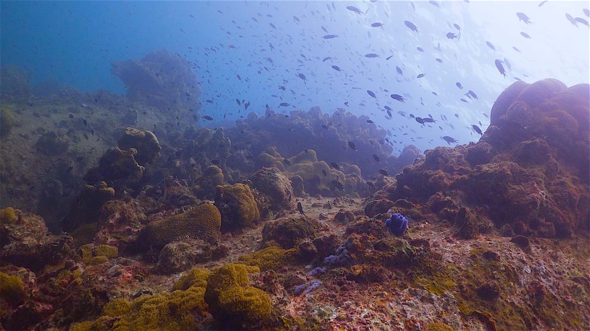 www.thefunkyturtle.com Lighthouse Bay dive site koh tao underwater formations