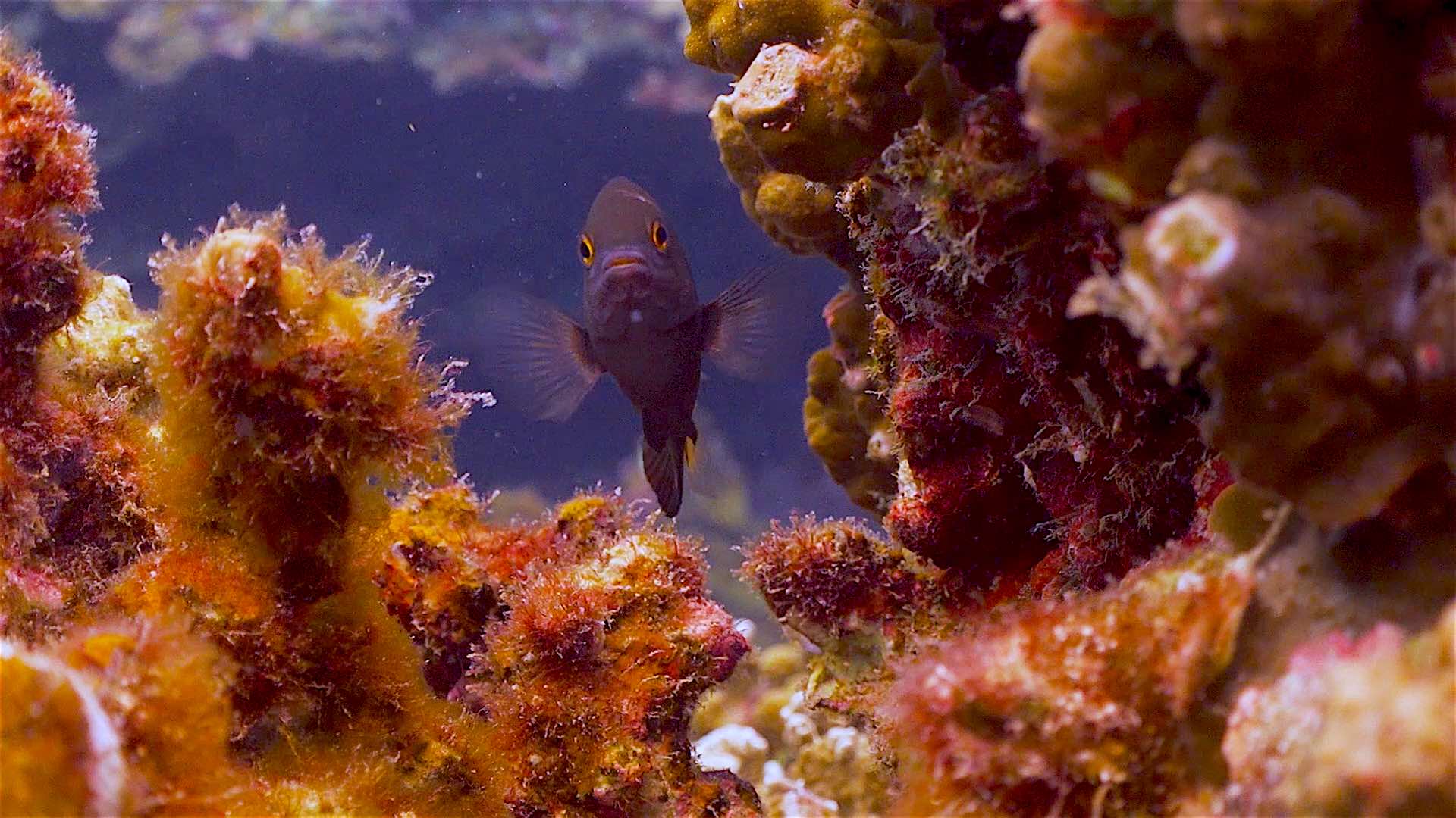 www.thefunkyturtle.com Mango Bay dive site koh tao beautiful coral reefs