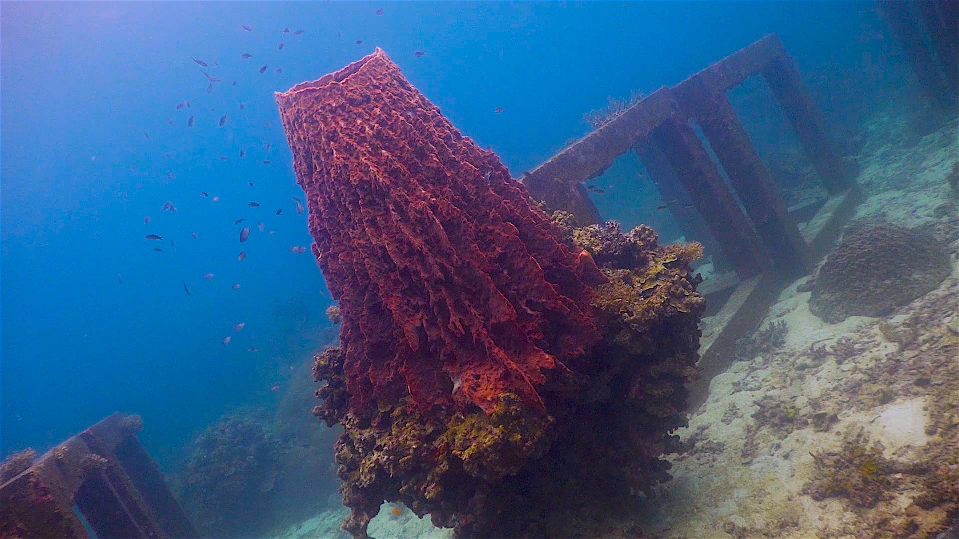 www.thefunkyturtle.com Mango Bay dive site koh tao coral diversity