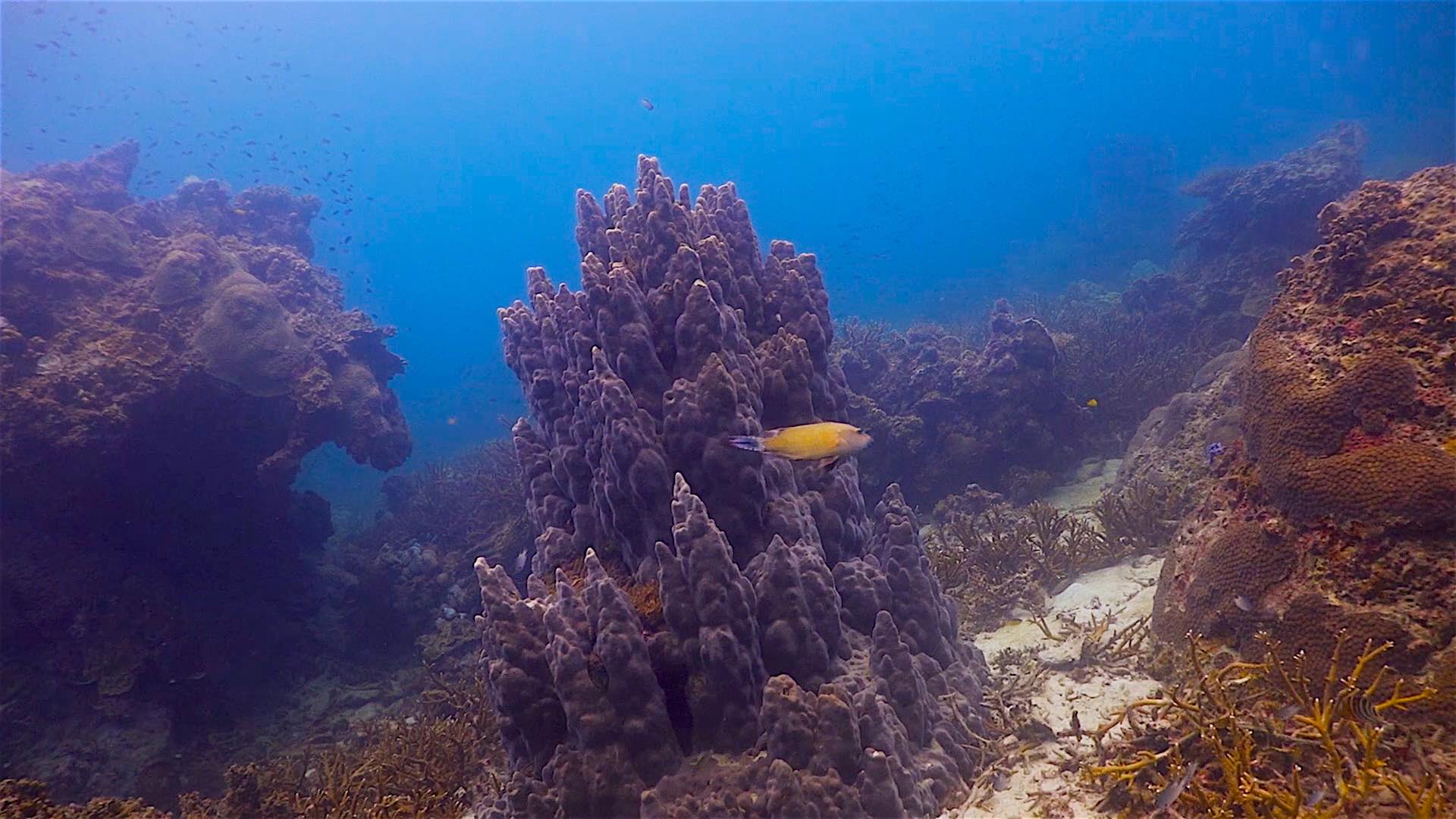 www.thefunkyturtle.com Mango Bay dive site koh tao coral reefs