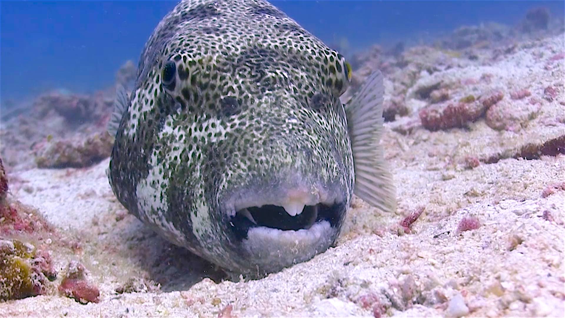 www.thefunkyturtle.com Mango Bay dive site koh tao giant puffer fish