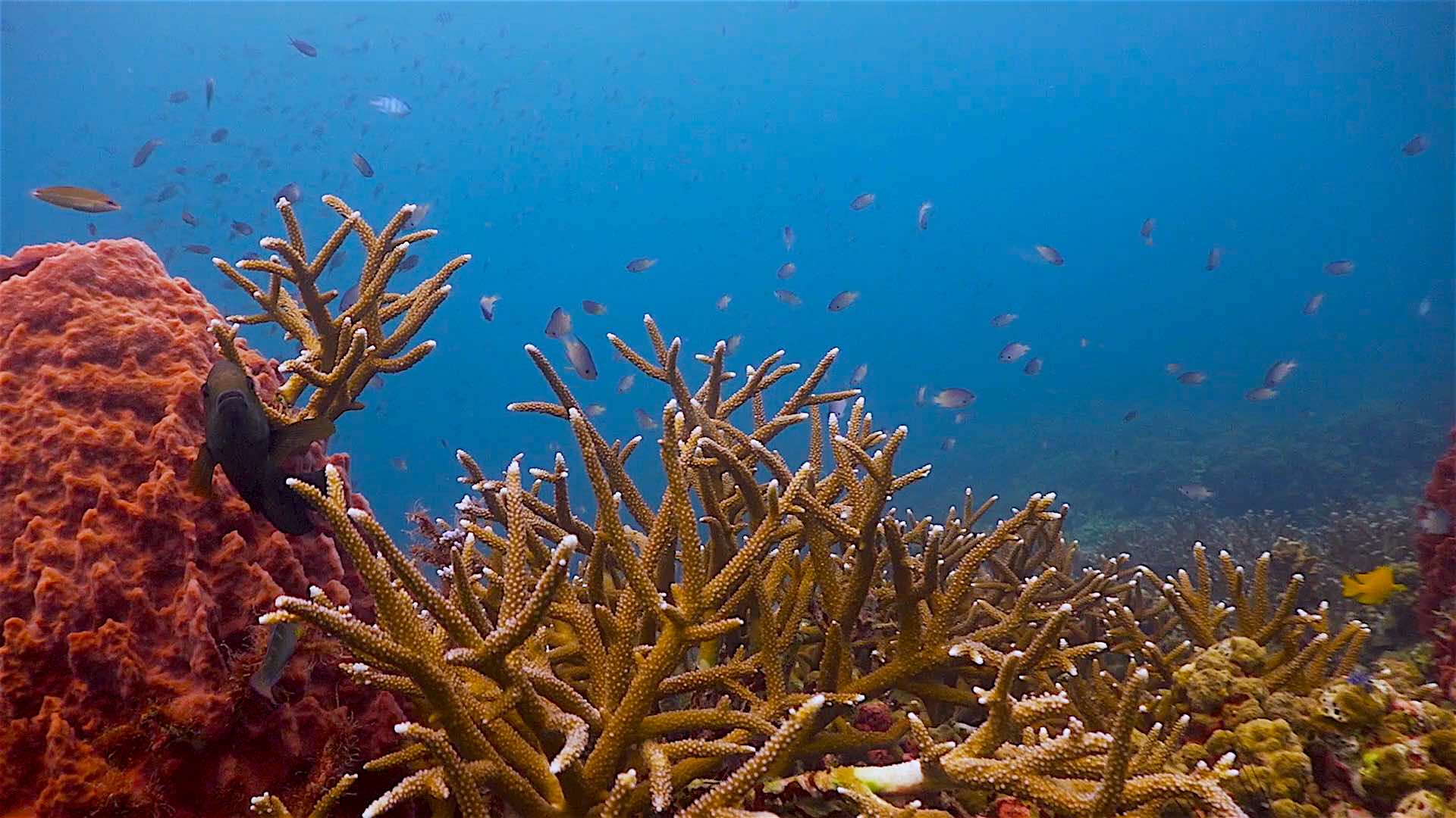 www.thefunkyturtle.com Mango Bay dive site koh tao staghorn coral