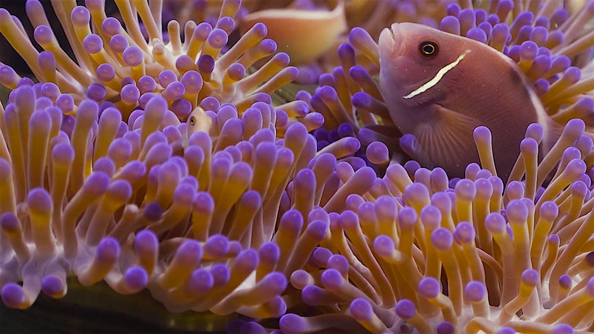 www.thefunkyturtle.com Tanote Bay dive site koh tao anemone fish
