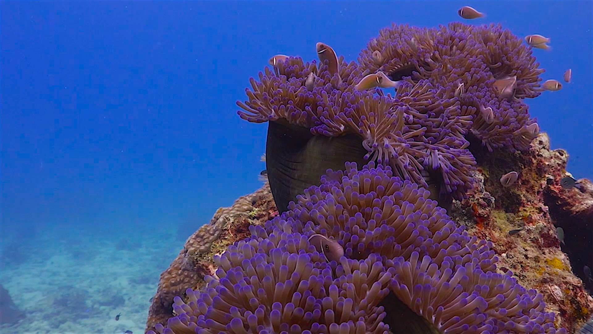 www.thefunkyturtle.com Tanote Bay dive site koh tao anemones