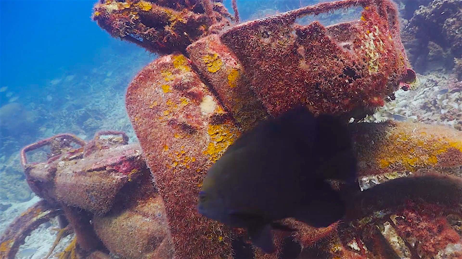 www.thefunkyturtle.com Tanote Bay dive site koh tao damsel fish