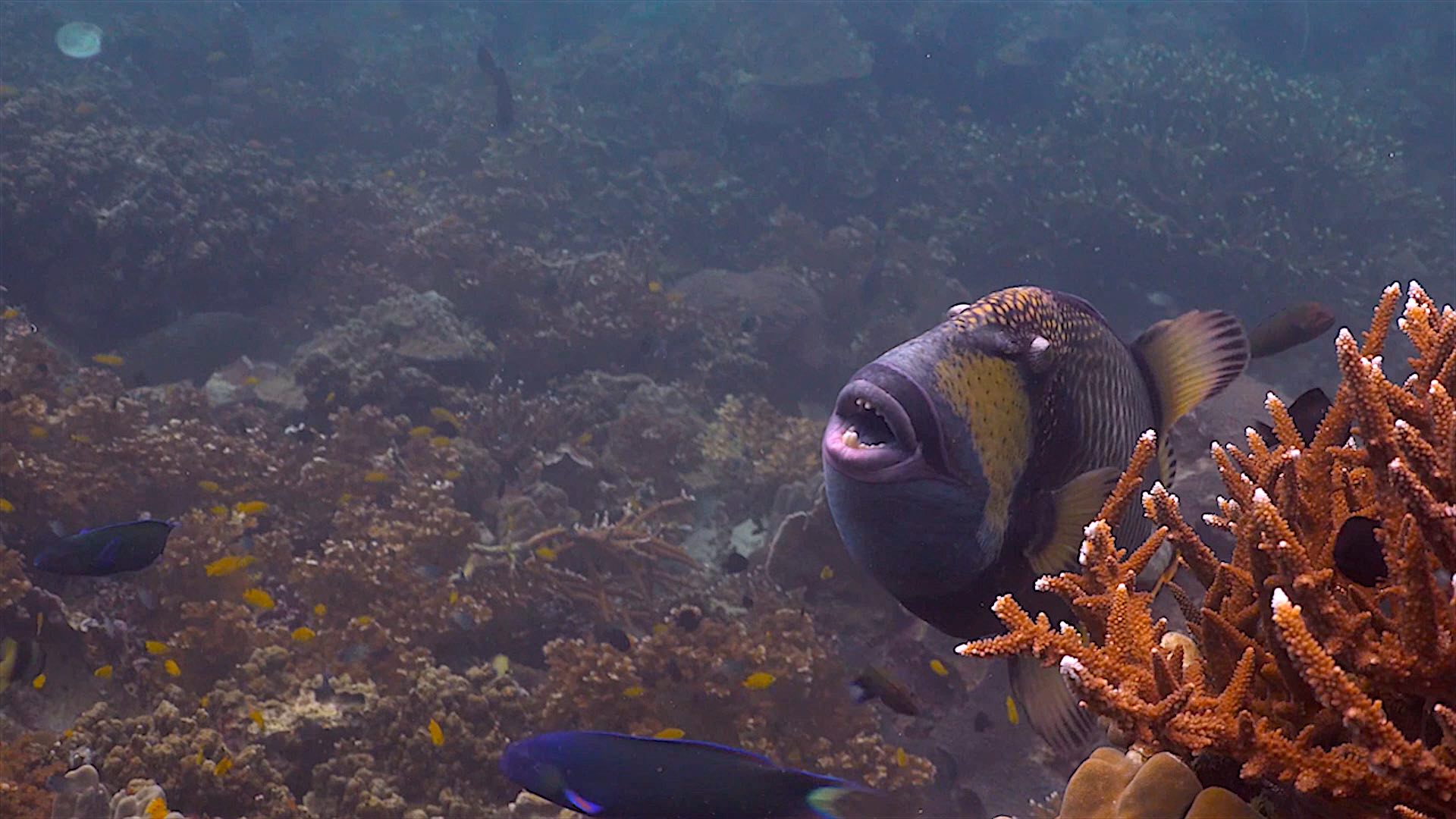 www.thefunkyturtle.com Tanote Bay dive site koh tao trigger fish