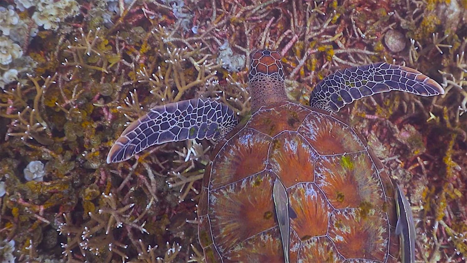 www.thefunkyturtle.com Tanote Bay dive site koh tao turtle