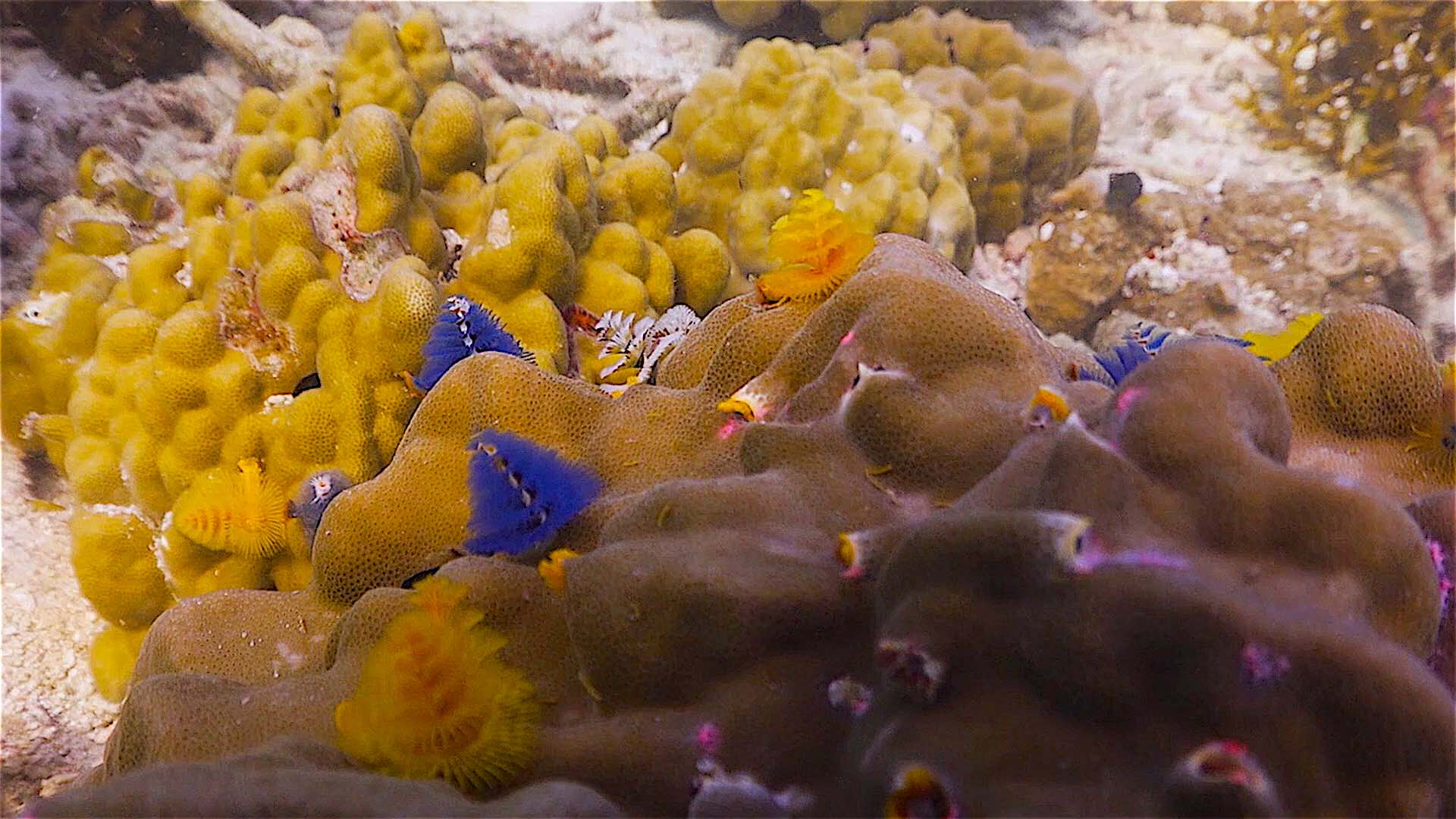 www.thefunkyturtle.com Three Rocks and Pottery dive site koh tao christmas trees