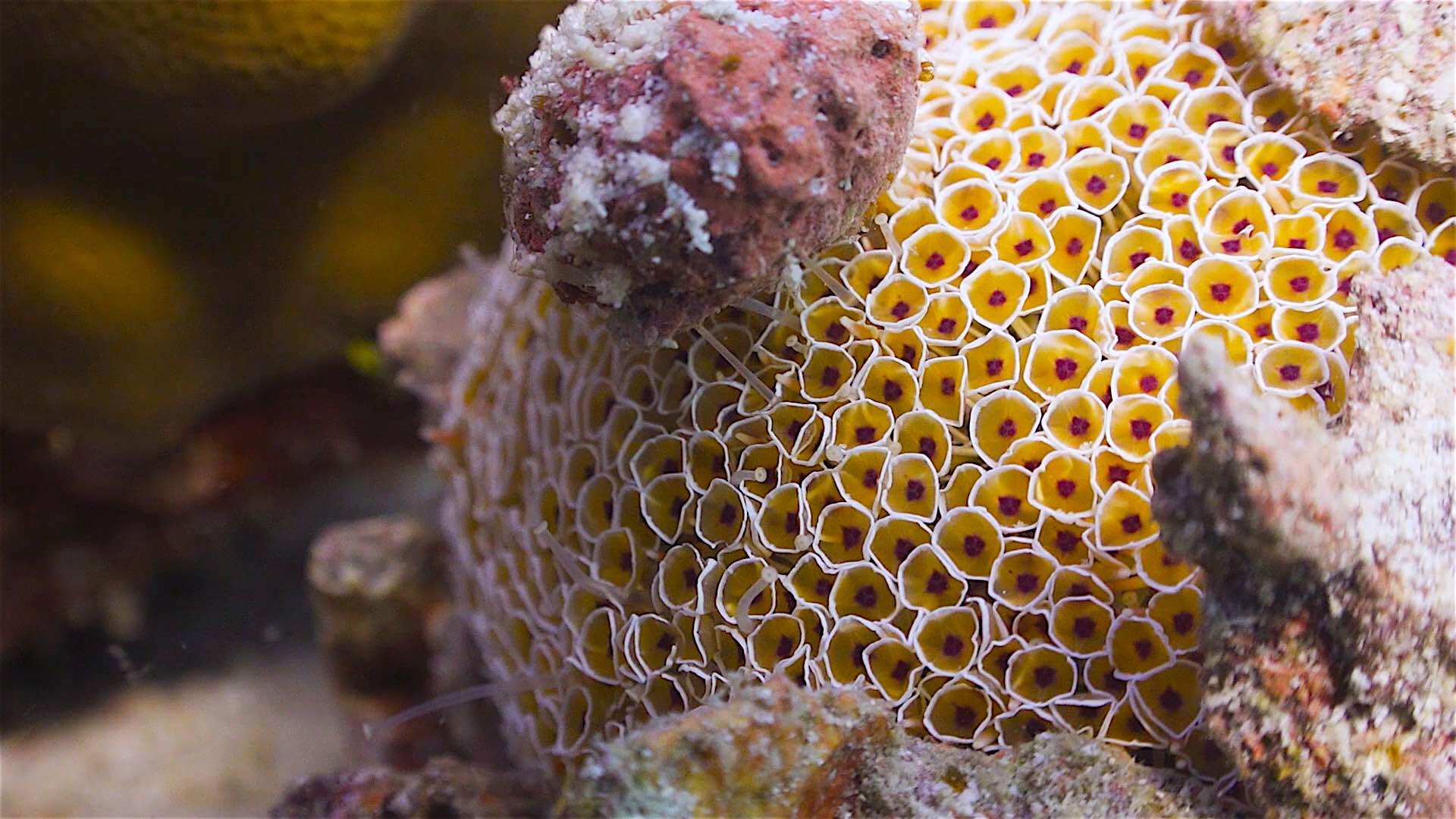 www.thefunkyturtle.com Three Rocks and Pottery dive site koh tao coral