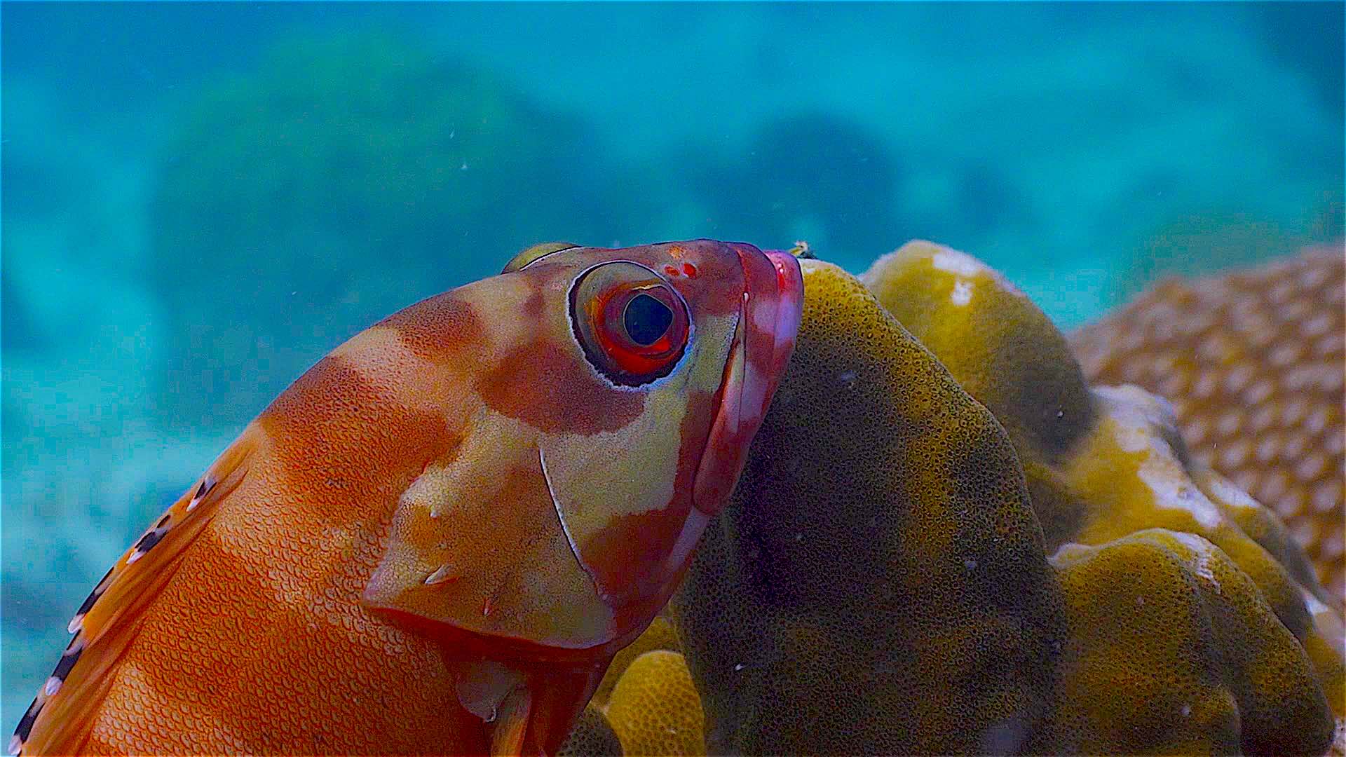 www.thefunkyturtle.com Three Rocks and Pottery dive site koh tao marine diversity