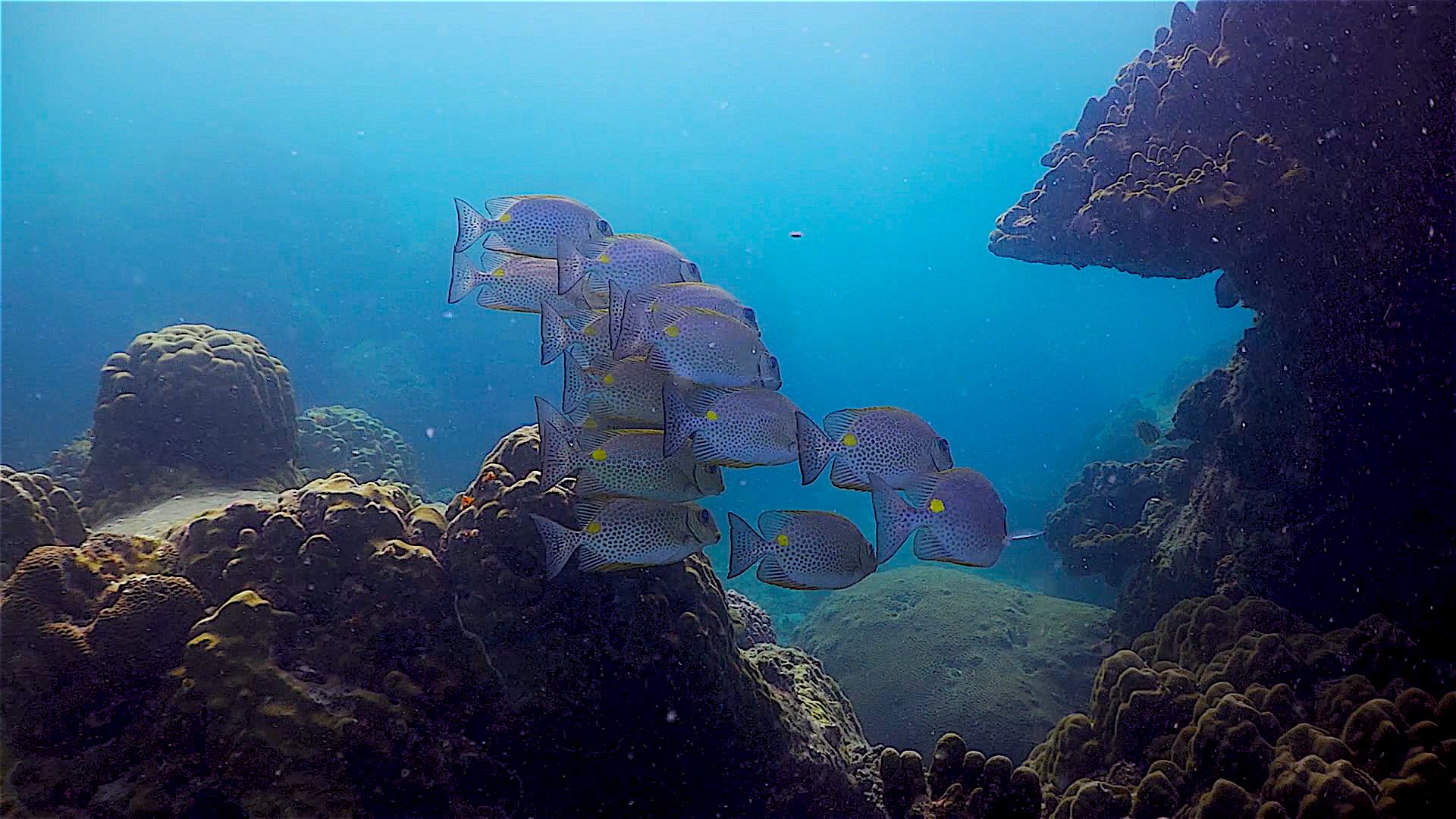 www.thefunkyturtle.com Three Rocks and Pottery dive site koh tao marine life