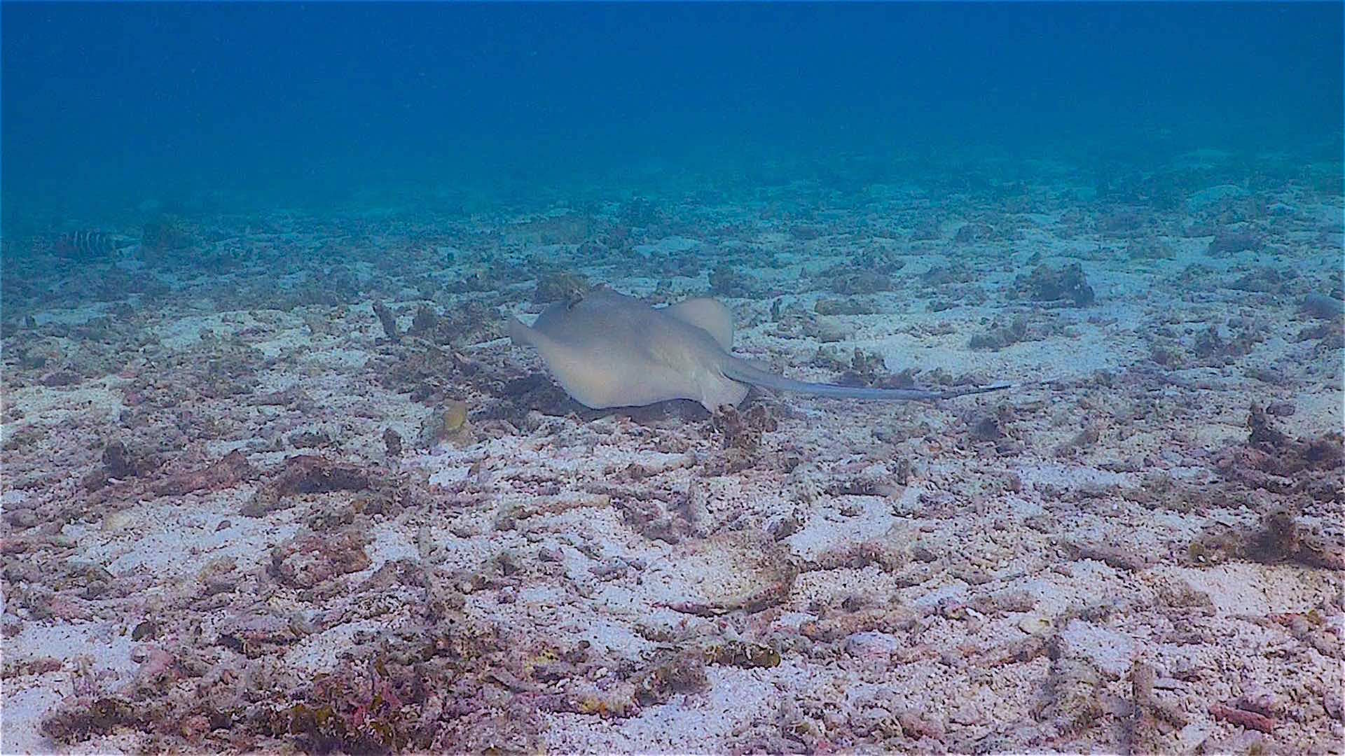 www.thefunkyturtle.com Three Rocks and Pottery dive site koh tao