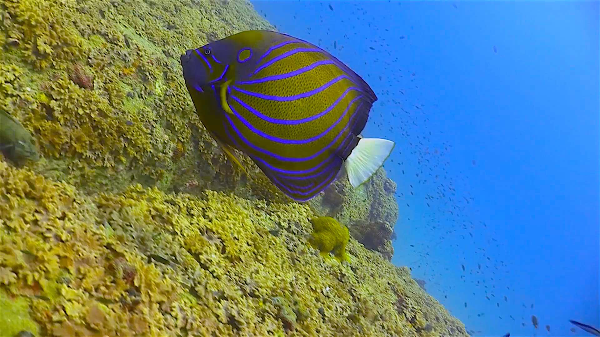 www.thefunkyturtle.com Twins dive site koh tao angel fish