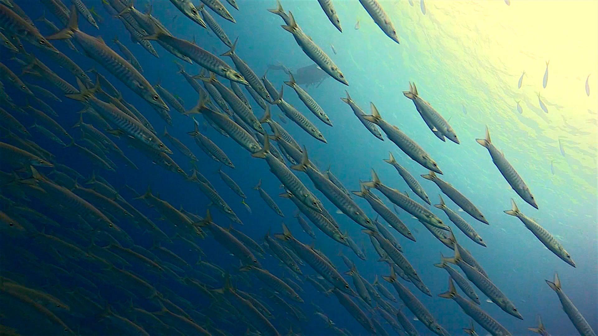 www.thefunkyturtle.com Twins dive site koh tao barracuda