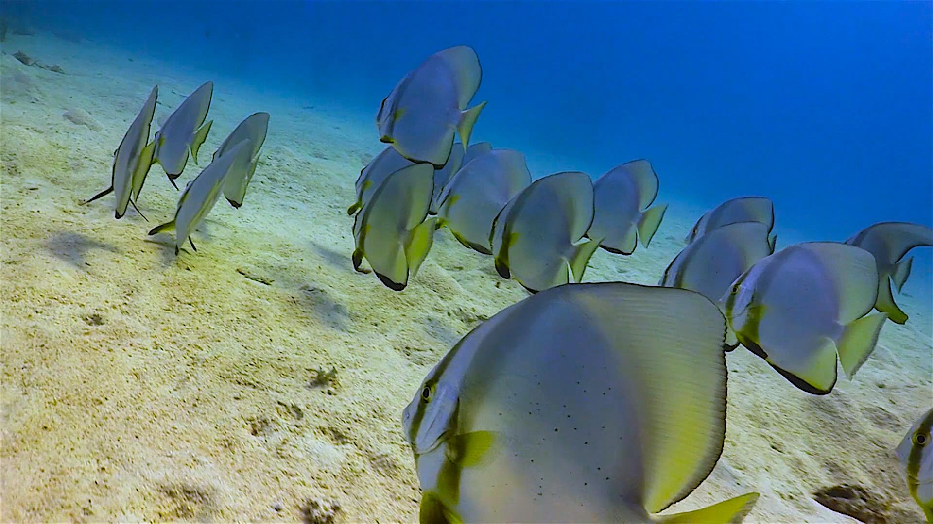 www.thefunkyturtle.com Twins dive site koh tao batfish