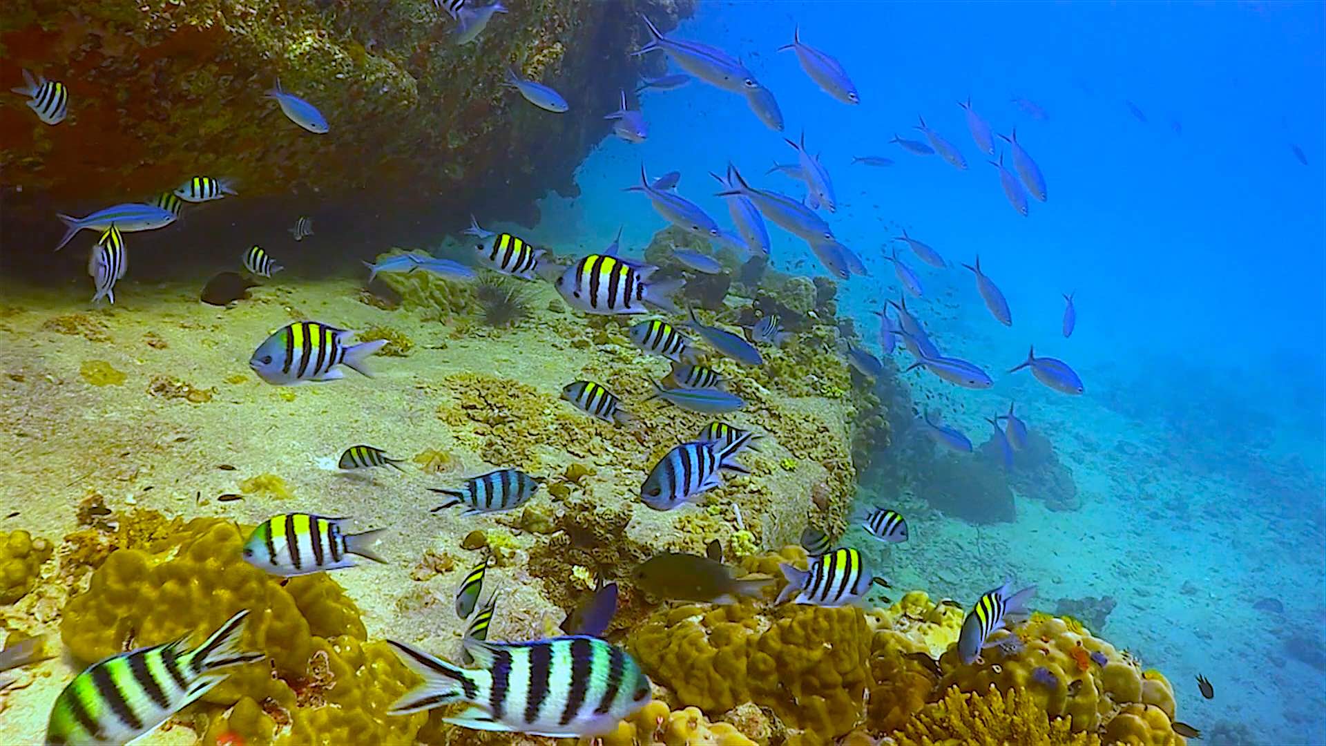 www.thefunkyturtle.com Twins dive site koh tao marine life