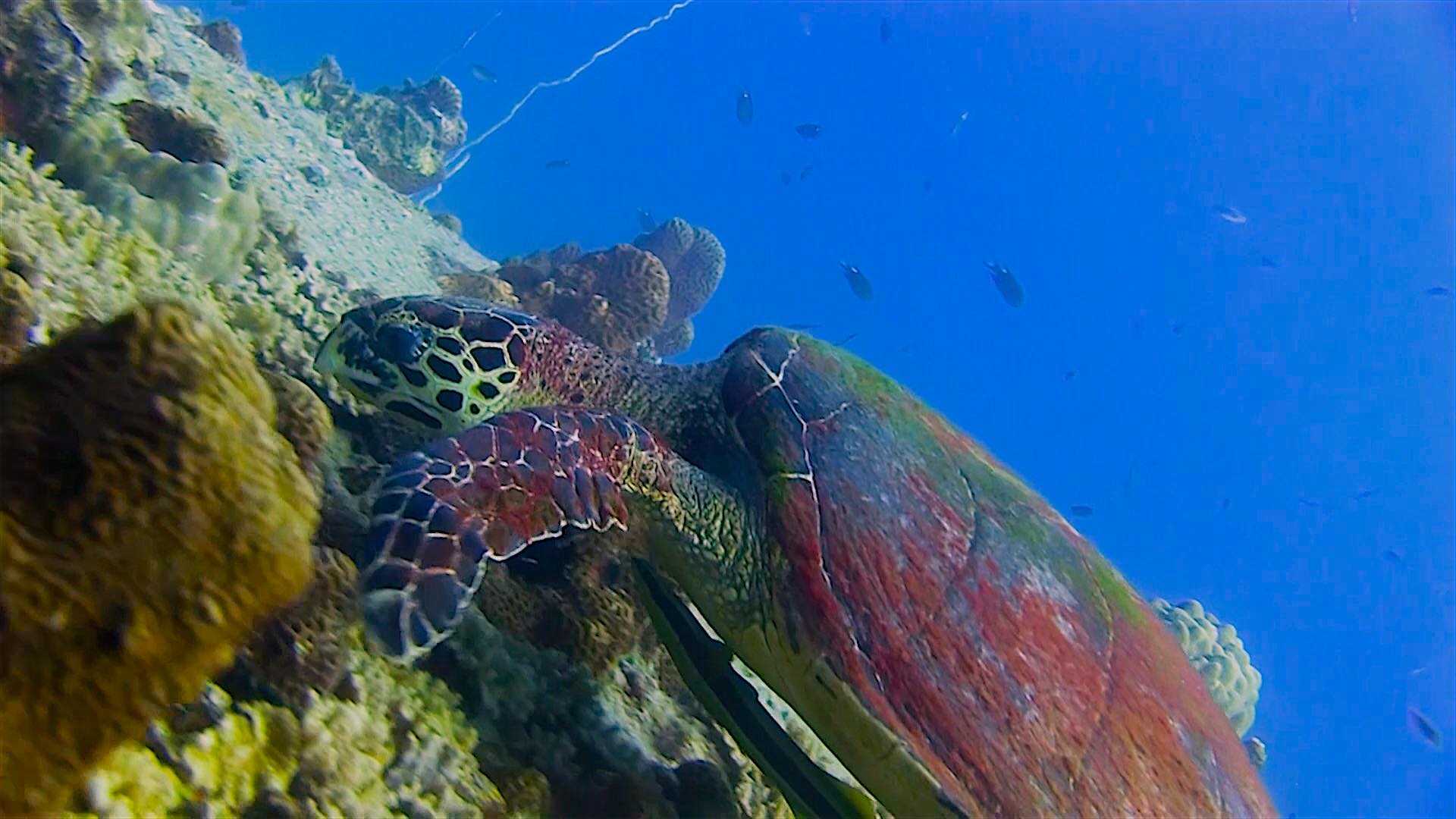 www.thefunkyturtle.com Twins dive site koh tao sea turtle