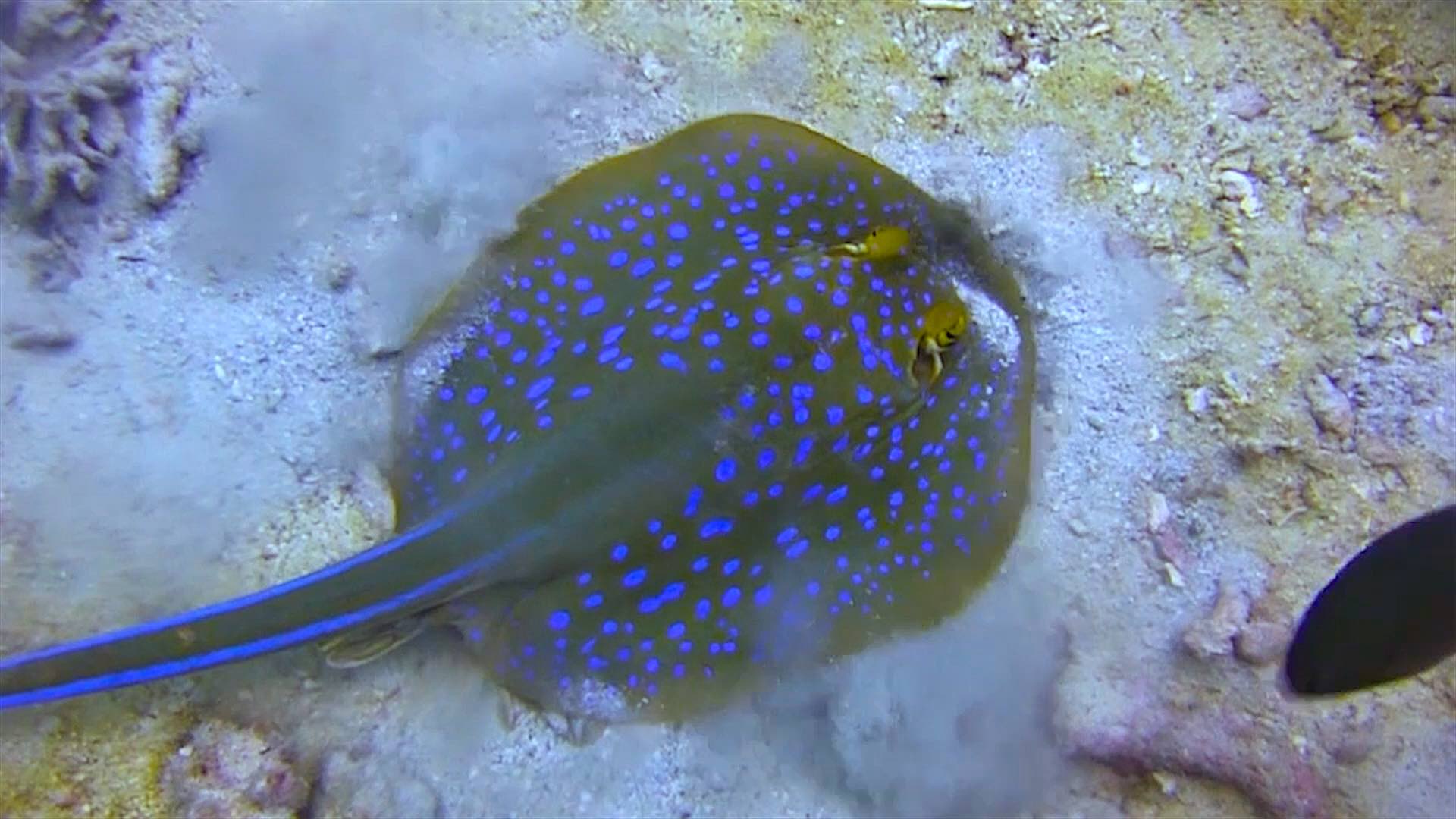 www.thefunkyturtle.com White Rock dive site koh tao turtle blue spotted stingray
