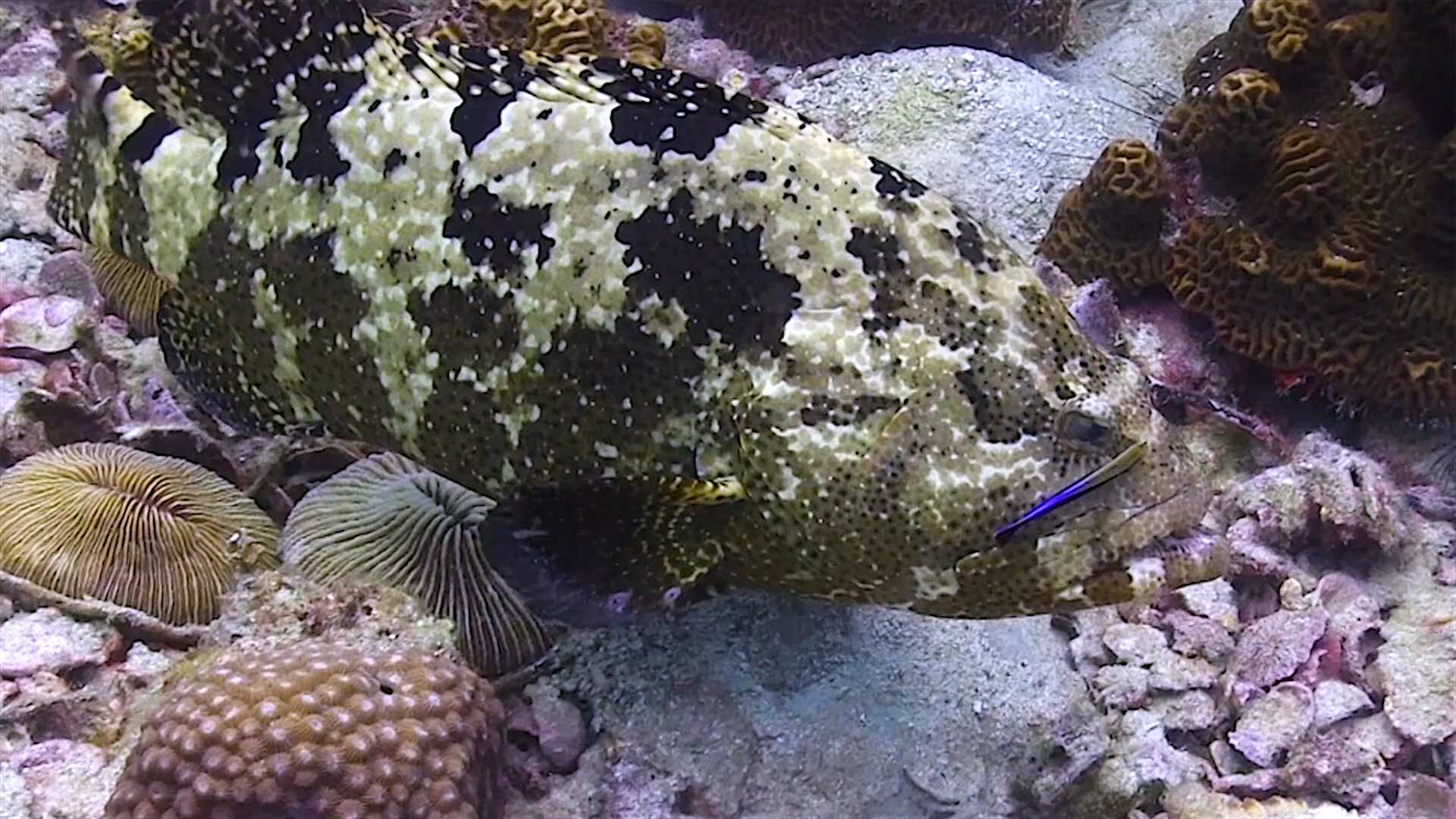 www.thefunkyturtle.com White Rock dive site koh tao turtle giant grouper