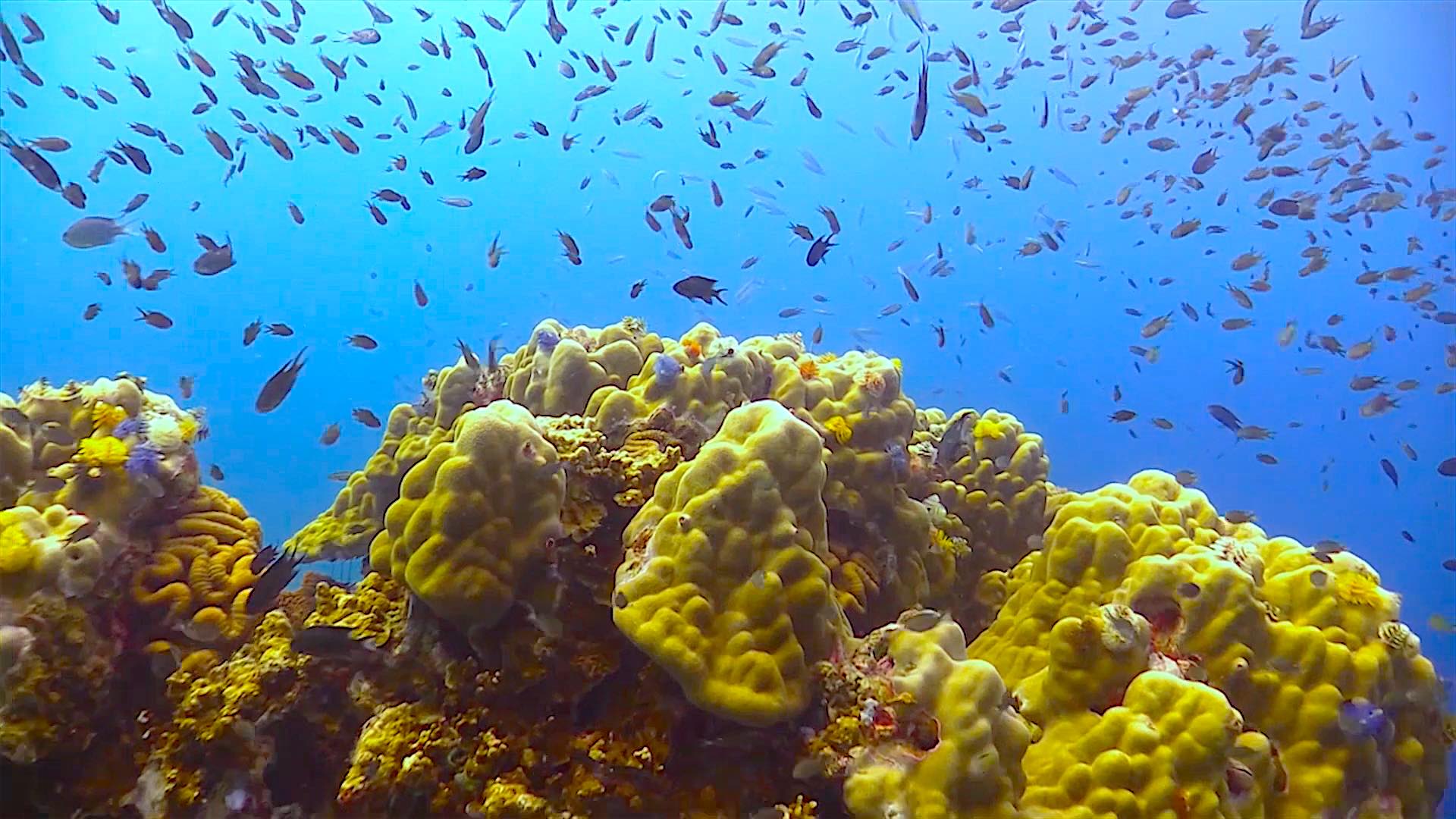 www.thefunkyturtle.com White Rock dive site koh tao turtle marine life