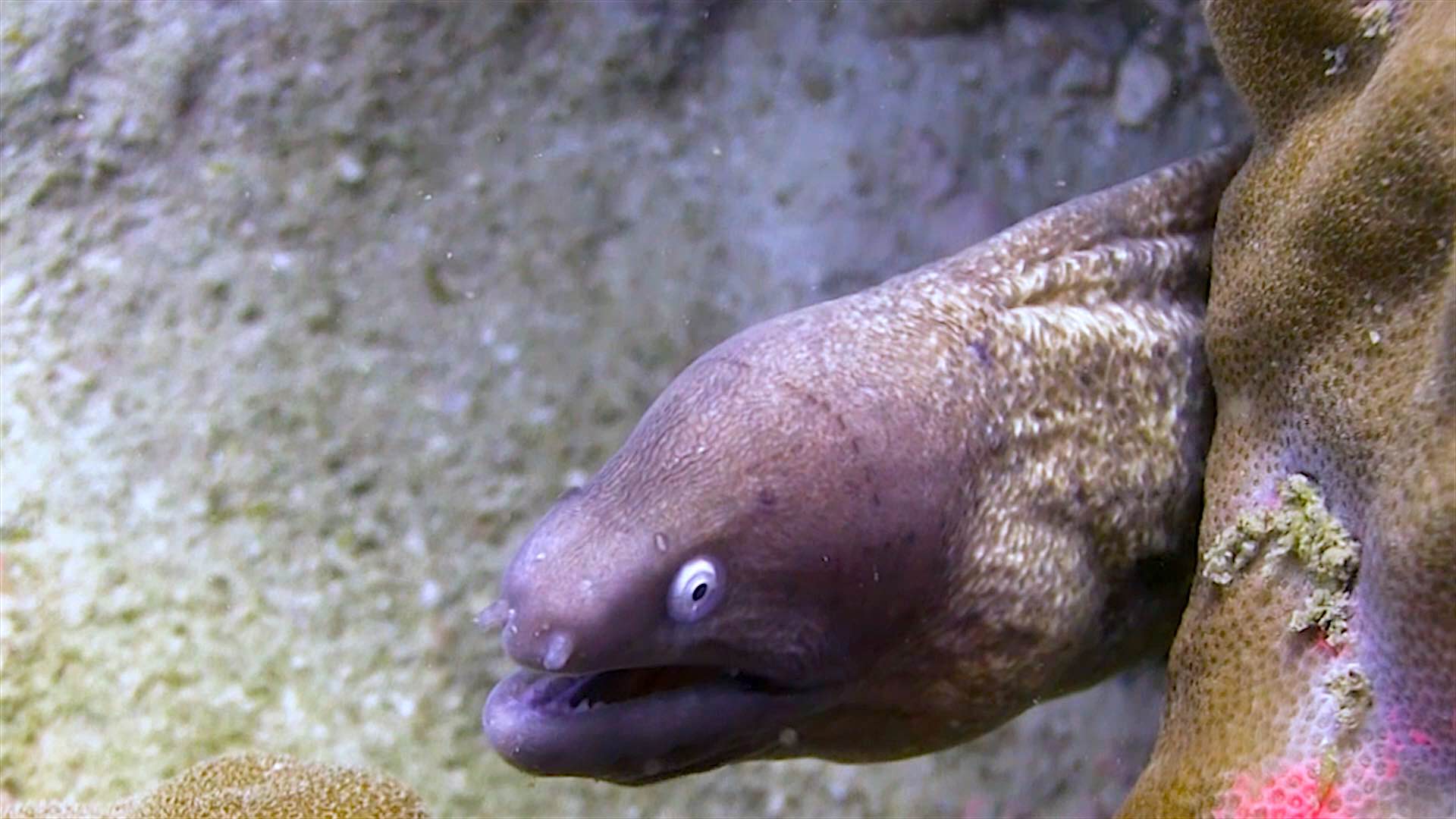 www.thefunkyturtle.com White Rock dive site koh tao turtle moray eel