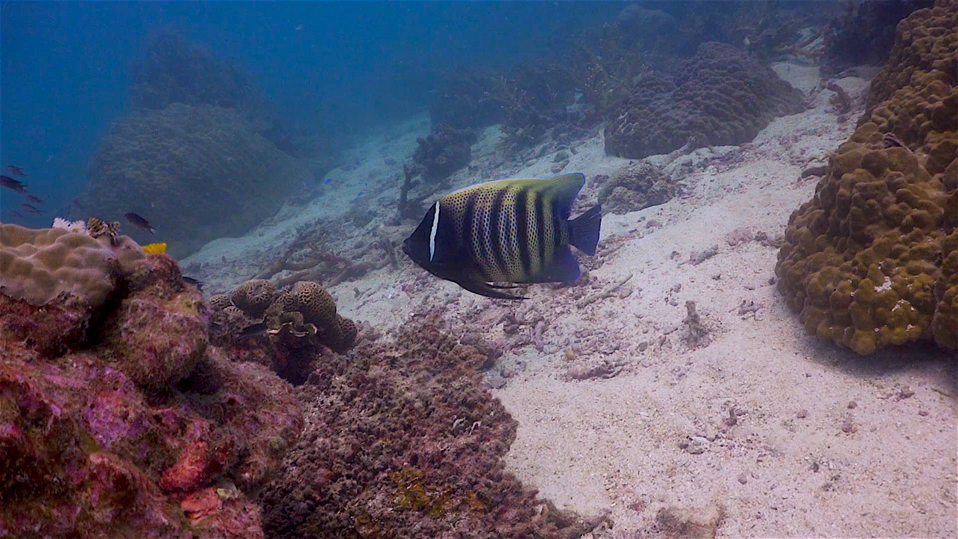 www.thefunkyturtle.com aow leuk coral reef koh tao angel fish