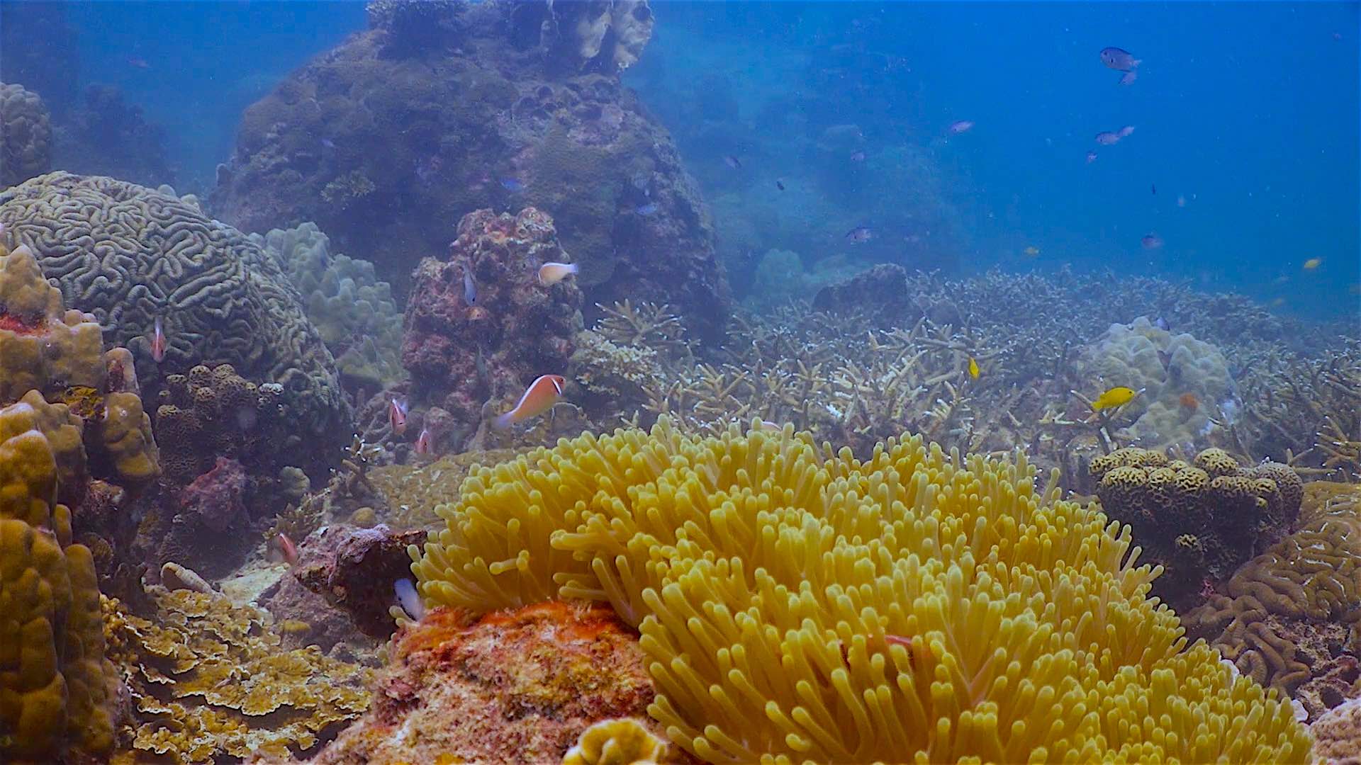 www.thefunkyturtle.com aow leuk coral reef koh tao thailand