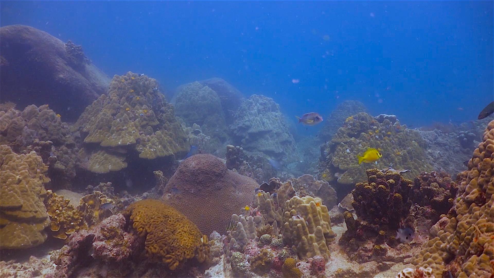 www.thefunkyturtle.com aow leuk coral reef koh tao