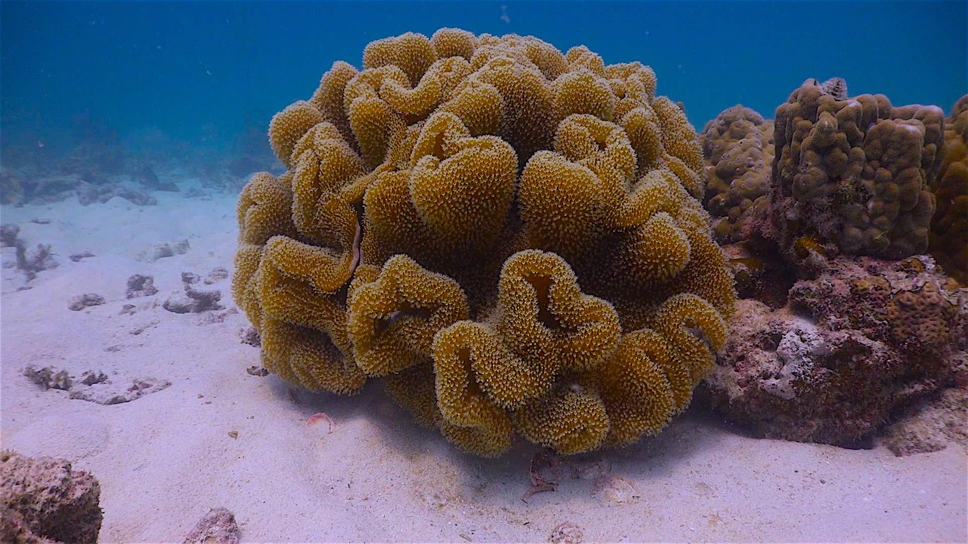 www.thefunkyturtle.com aow leuk coral reefs koh tao