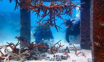 Artificial Coral Reef Restoration Koh Tao