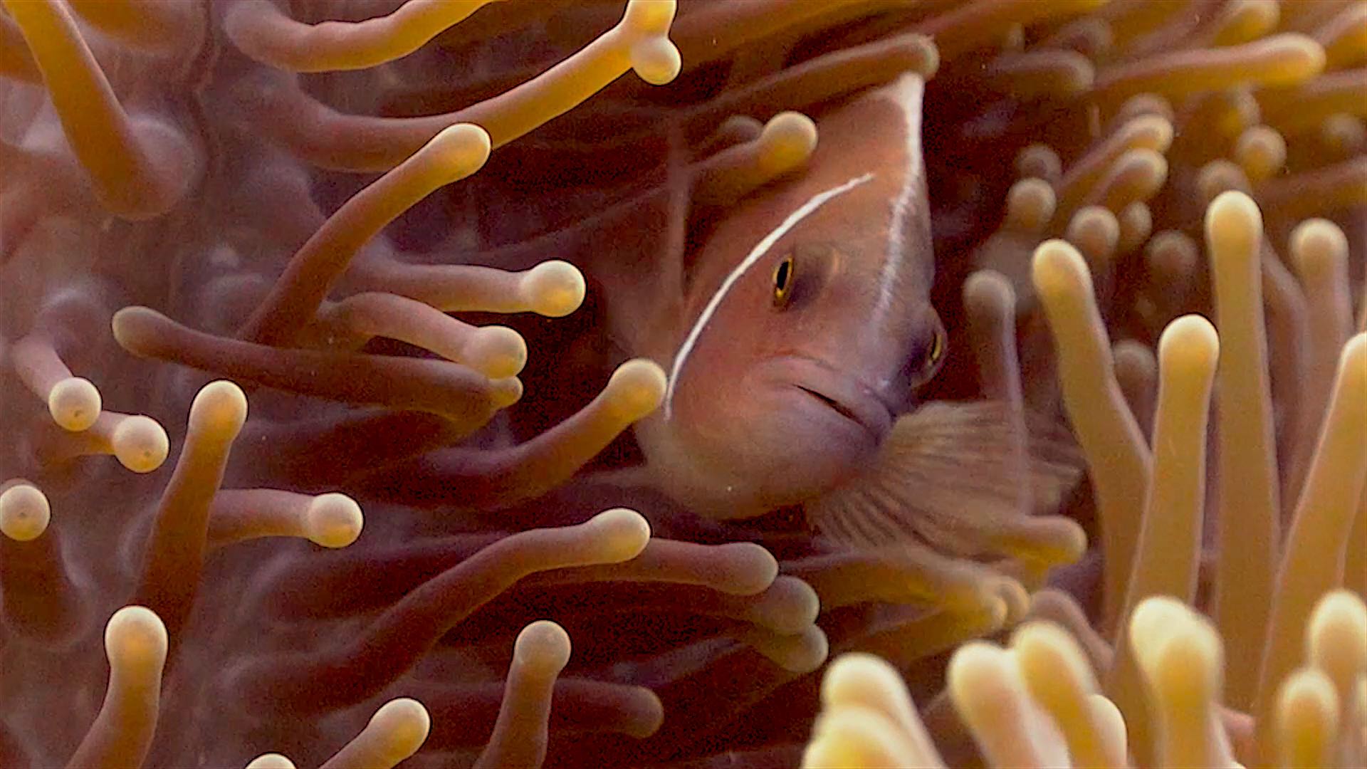 www.thefunkyturtle.com chumphon dive site koh tao anemone fish