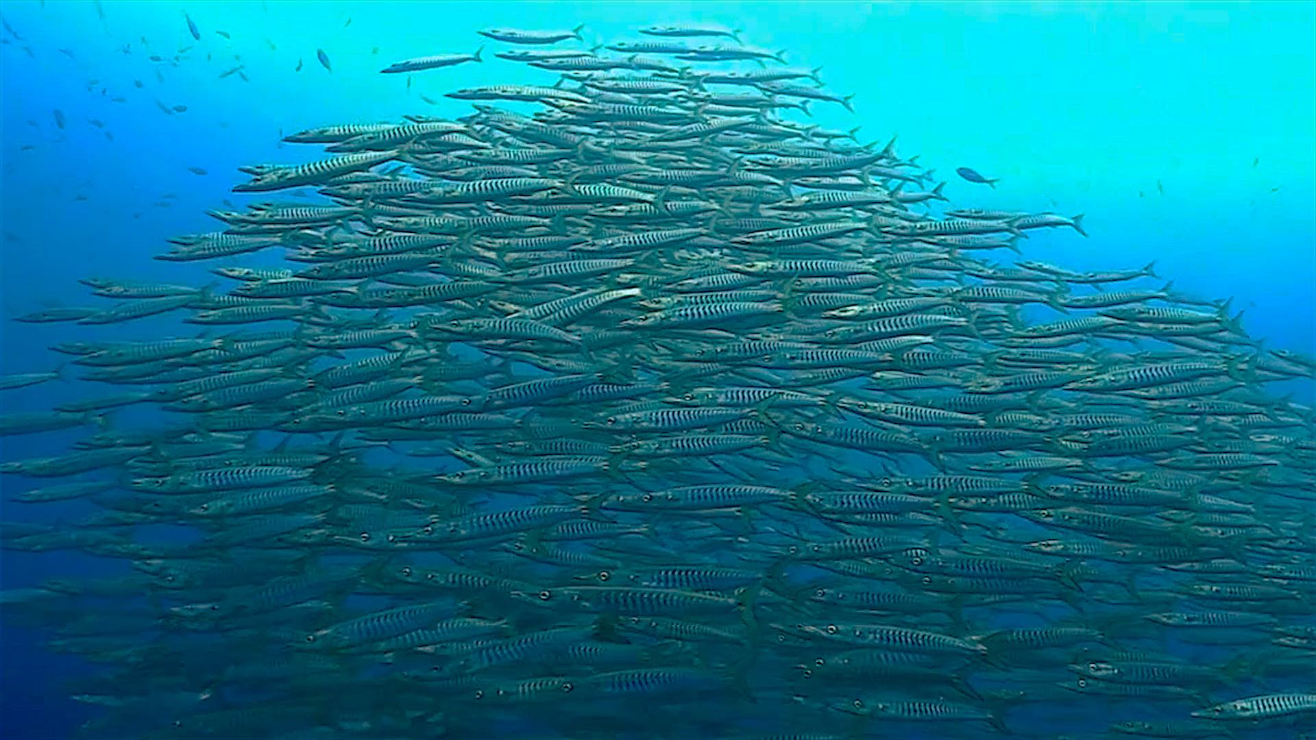 www.thefunkyturtle.com chumphon dive site koh tao barracuda