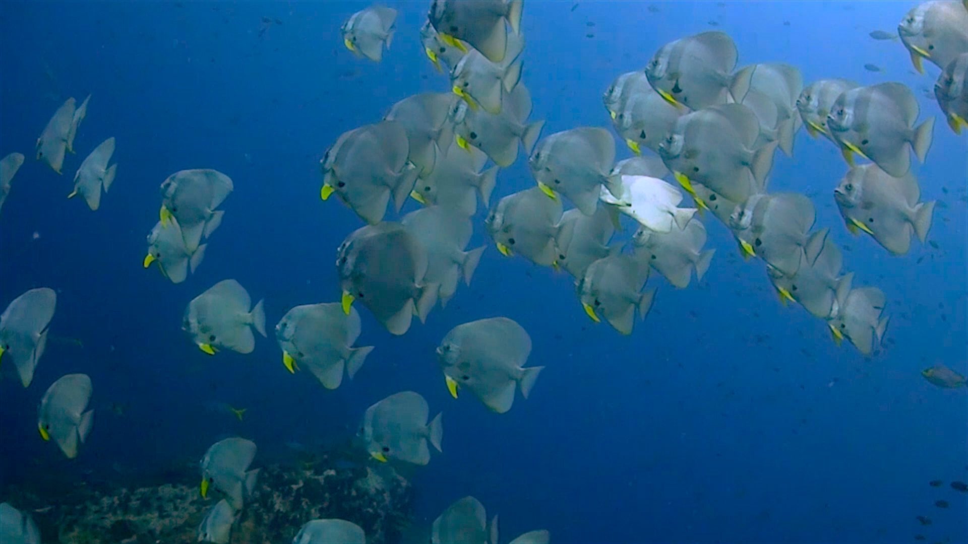 www.thefunkyturtle.com chumphon dive site koh tao batfish